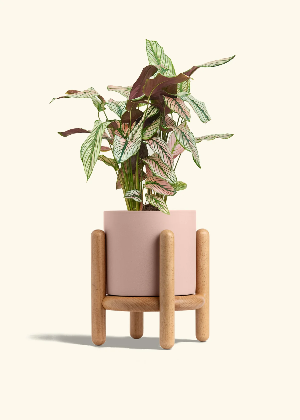 Calathea 'White Star', Medium - Image 27