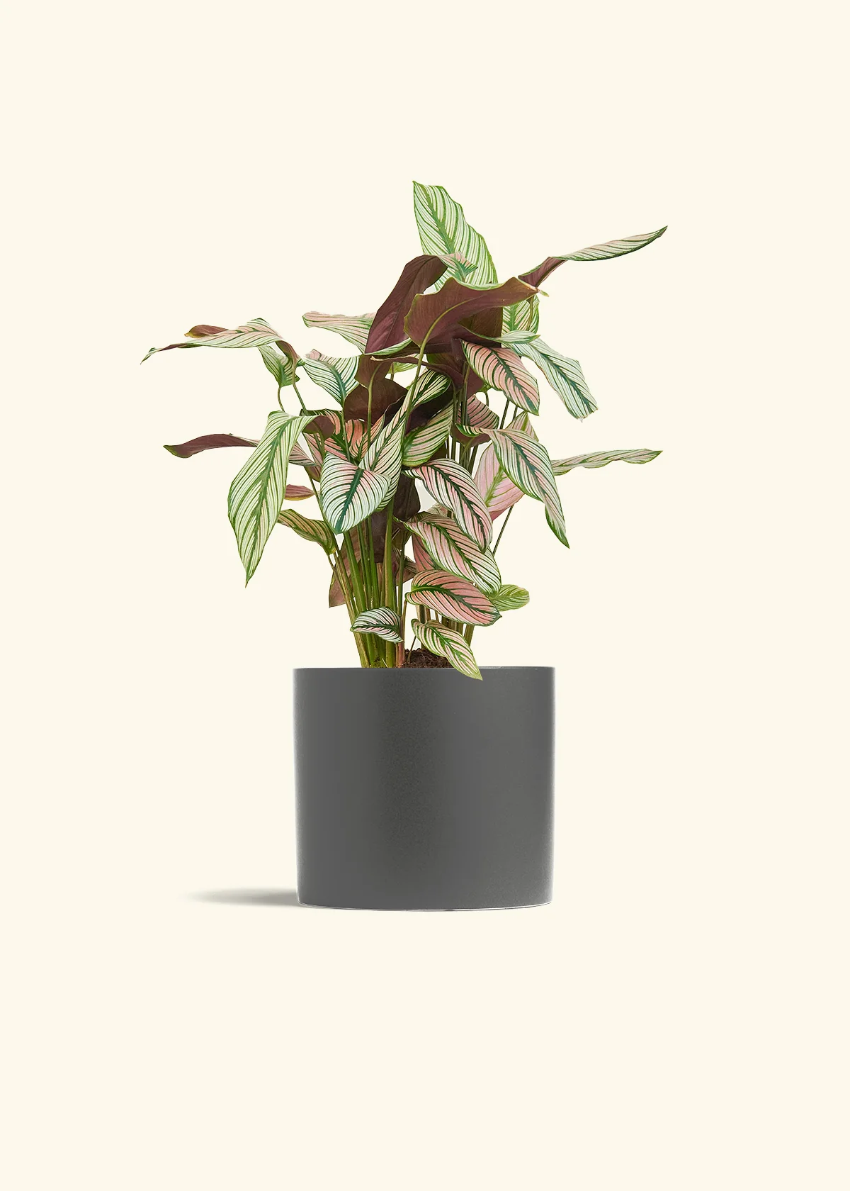 Calathea 'White Star', Medium - Image 28