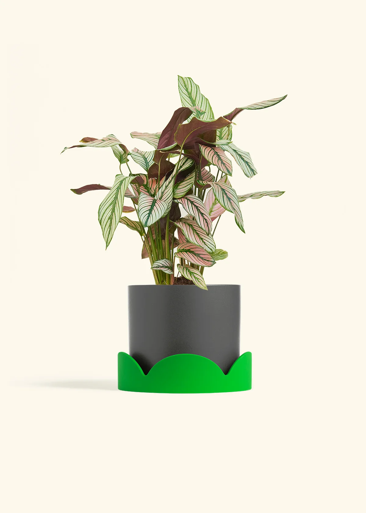 Calathea 'White Star', Medium - Image 29