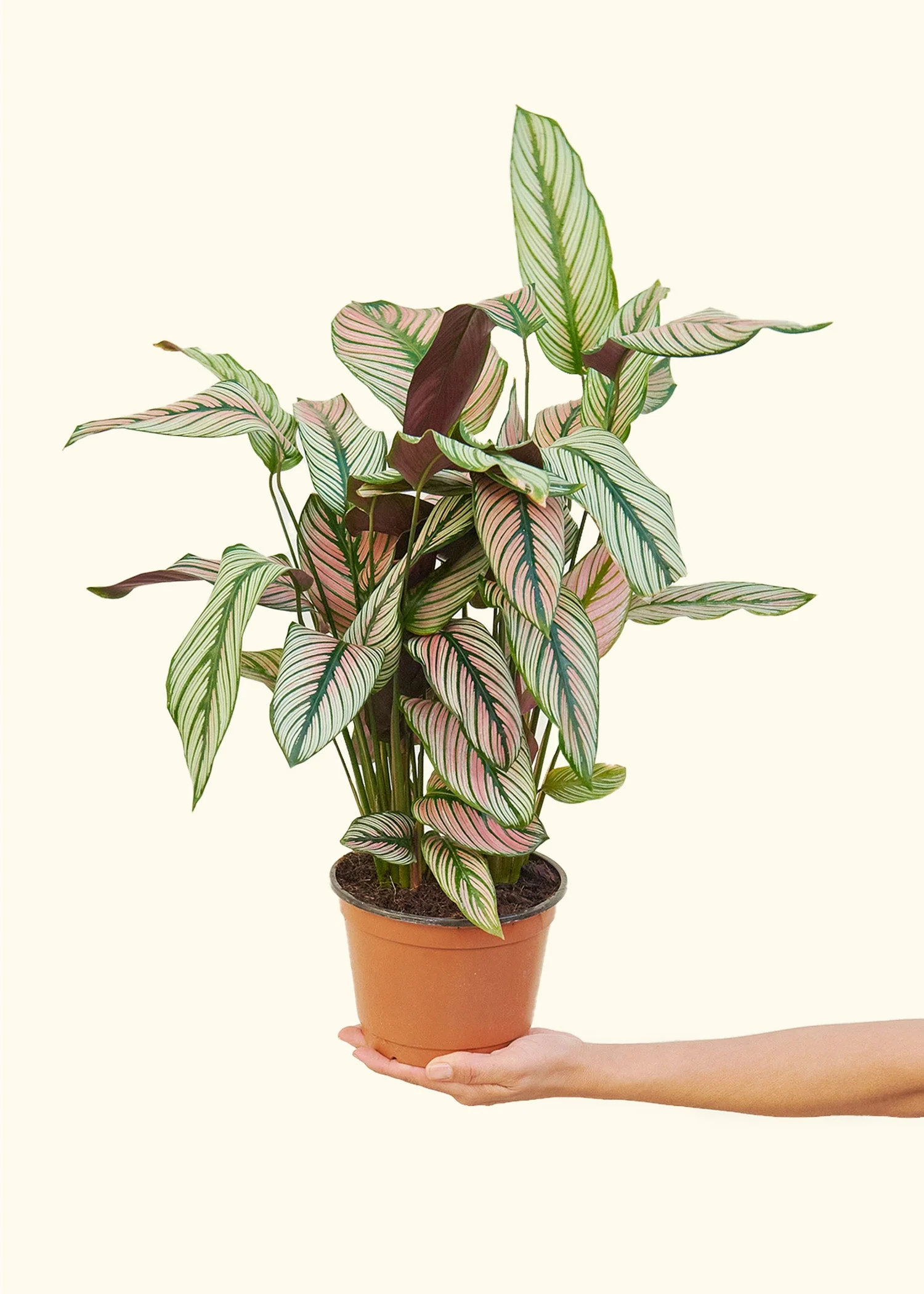 Calathea 'White Star', Medium - Image 3