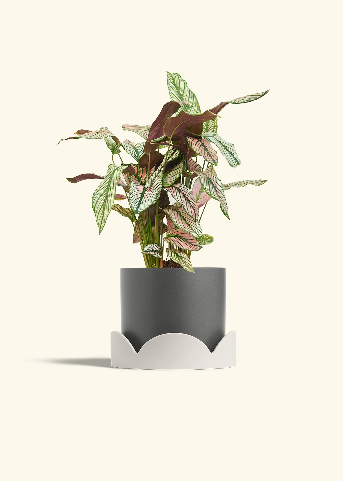 Calathea 'White Star', Medium - Image 30