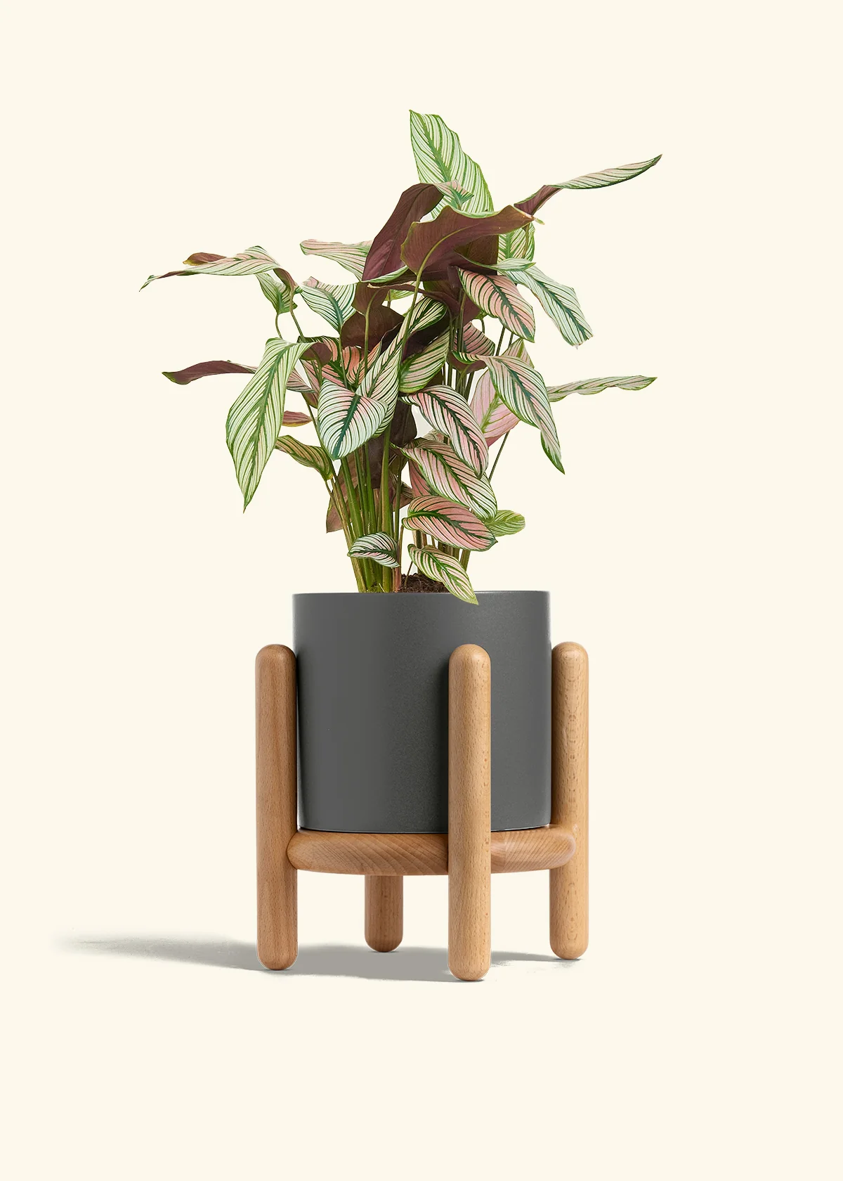 Calathea 'White Star', Medium - Image 31