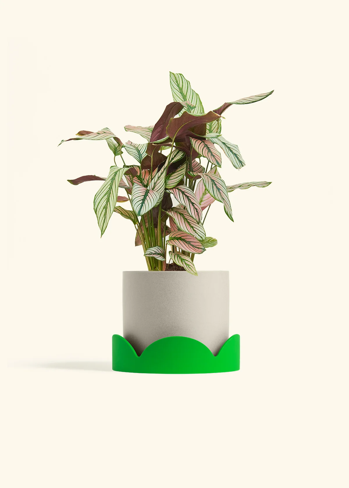 Calathea 'White Star', Medium - Image 33