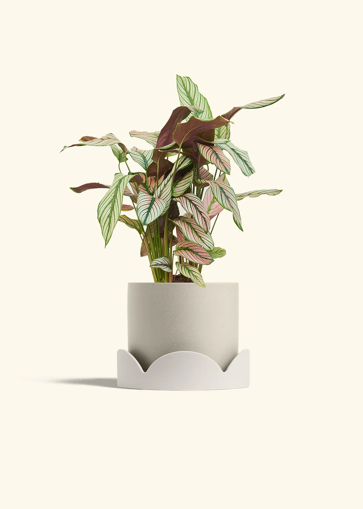 Calathea 'White Star', Medium - Image 34