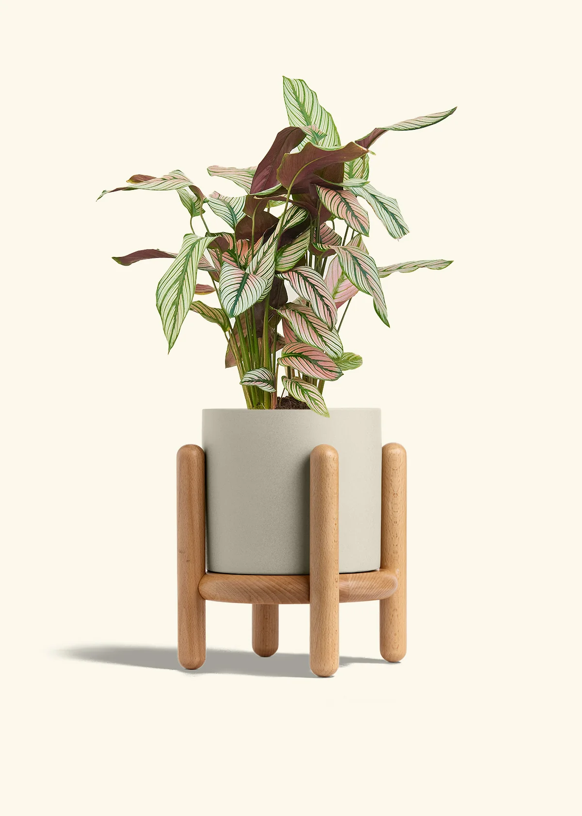 Calathea 'White Star', Medium - Image 35