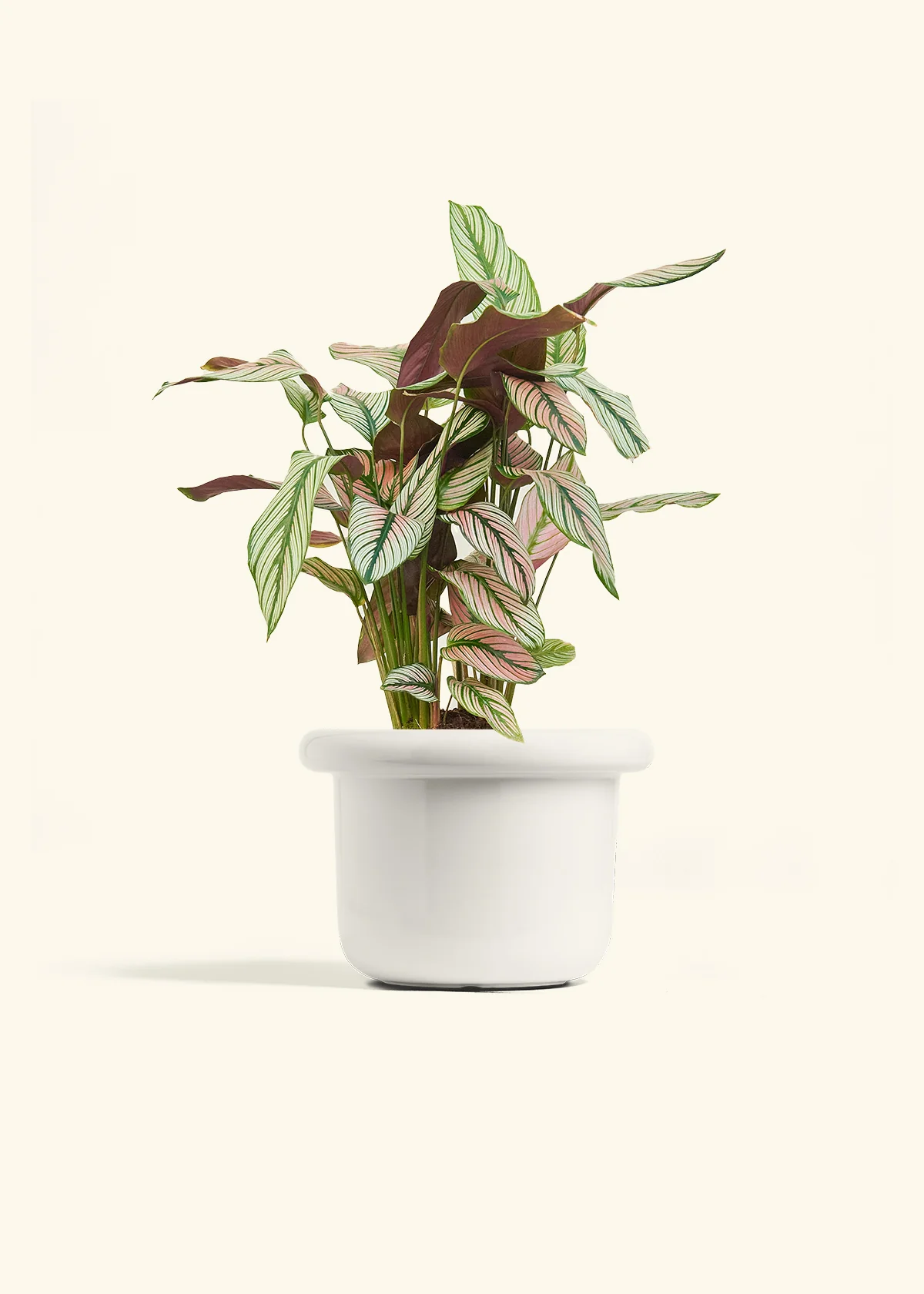 Calathea 'White Star', Medium - Image 4