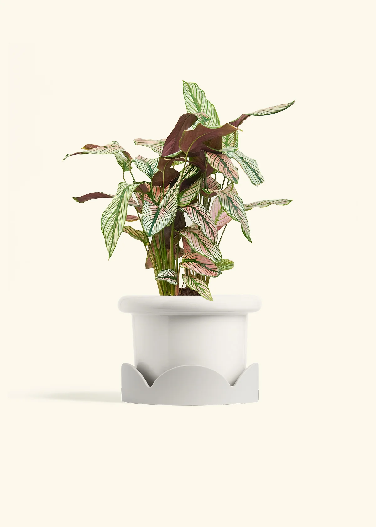 Calathea 'White Star', Medium - Image 6