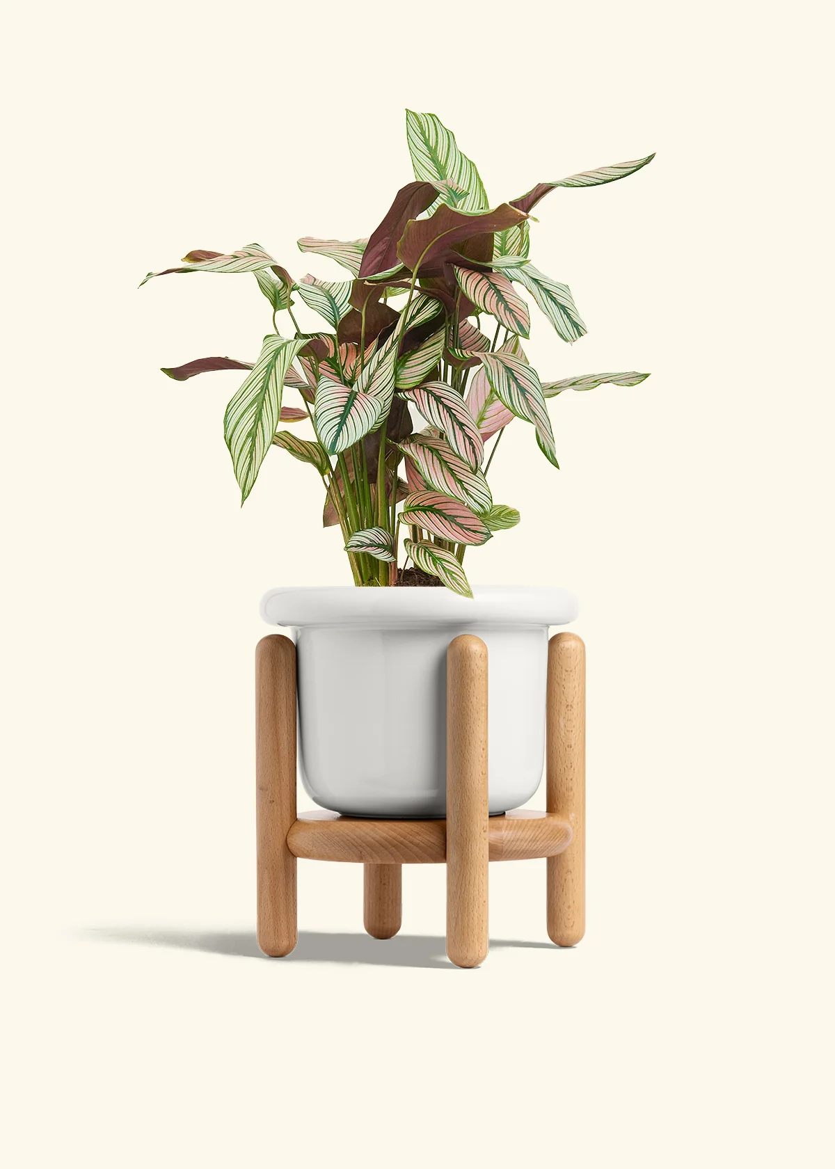 Calathea 'White Star', Medium - Image 7