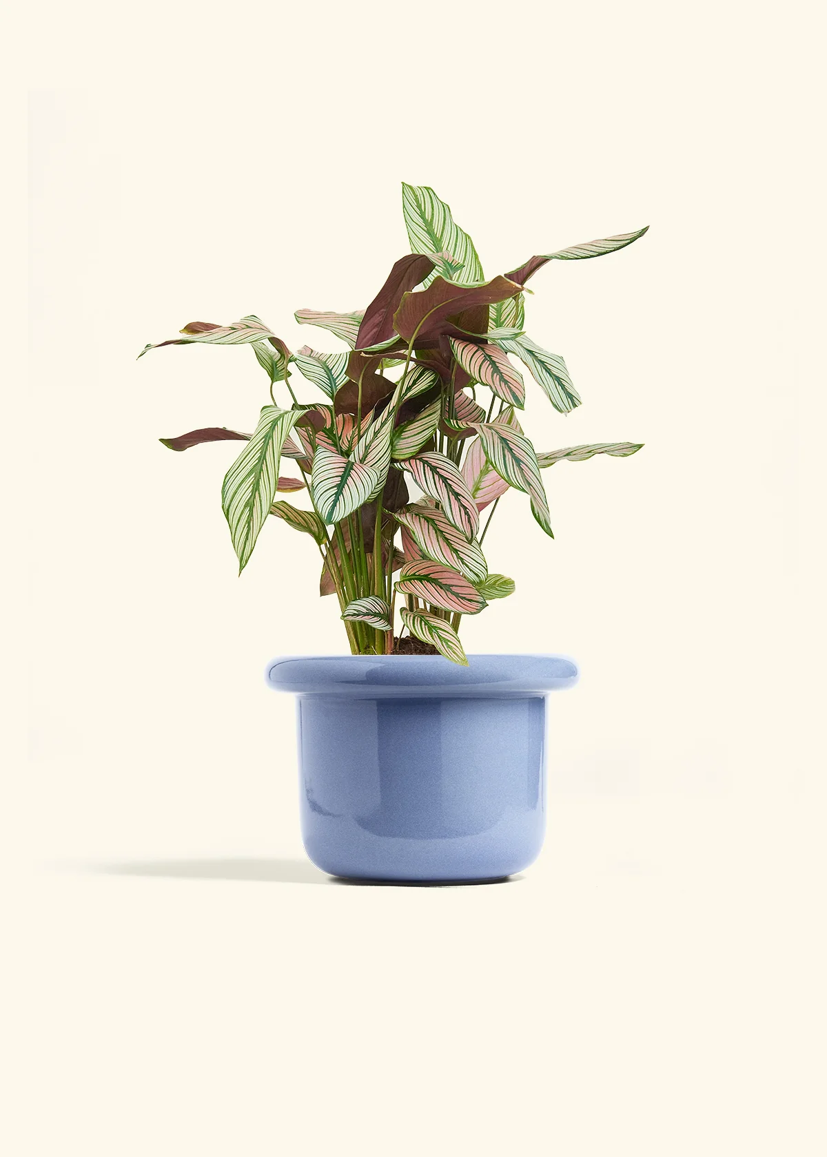Calathea 'White Star', Medium - Image 8