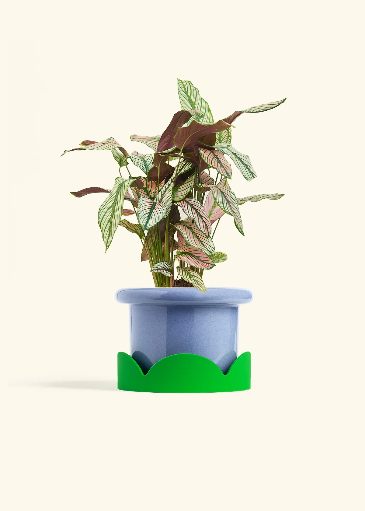 Calathea 'White Star', Medium - Image 9