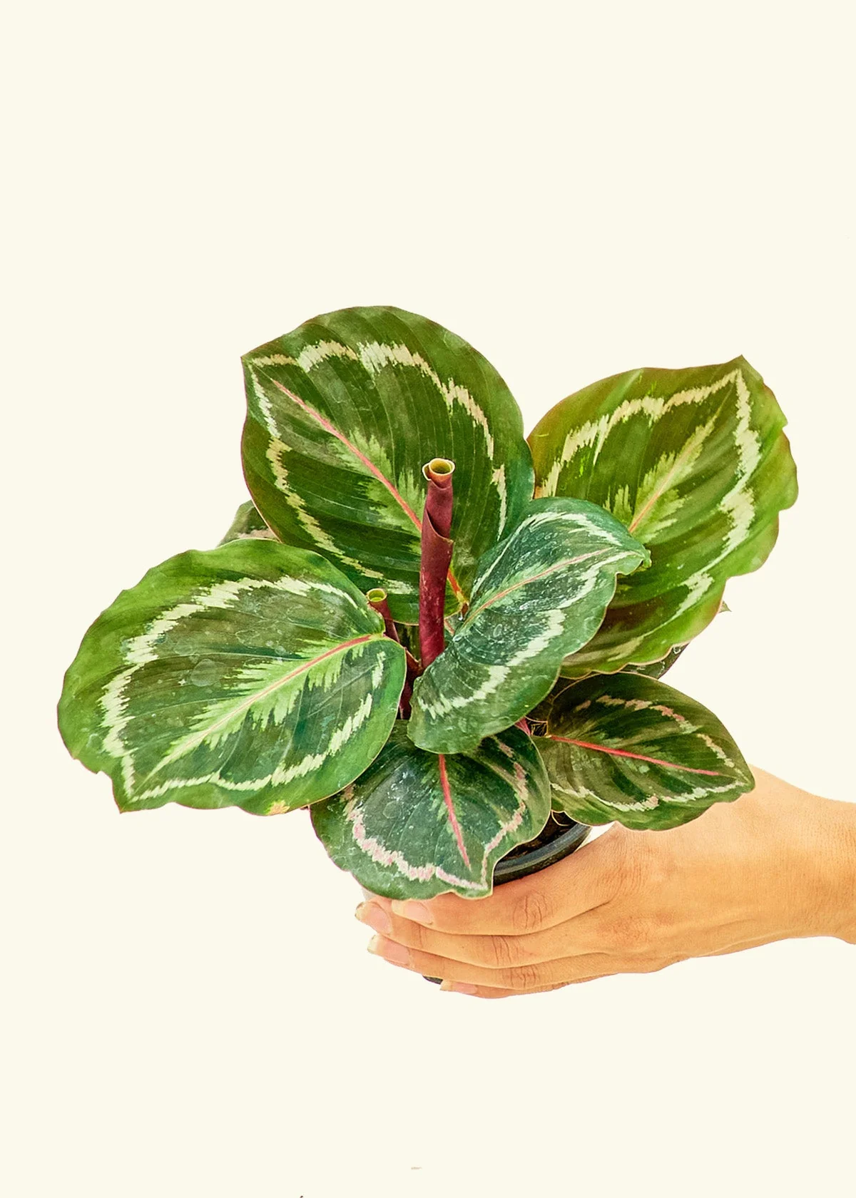 Calathea 'Medallion', Small - Image 3