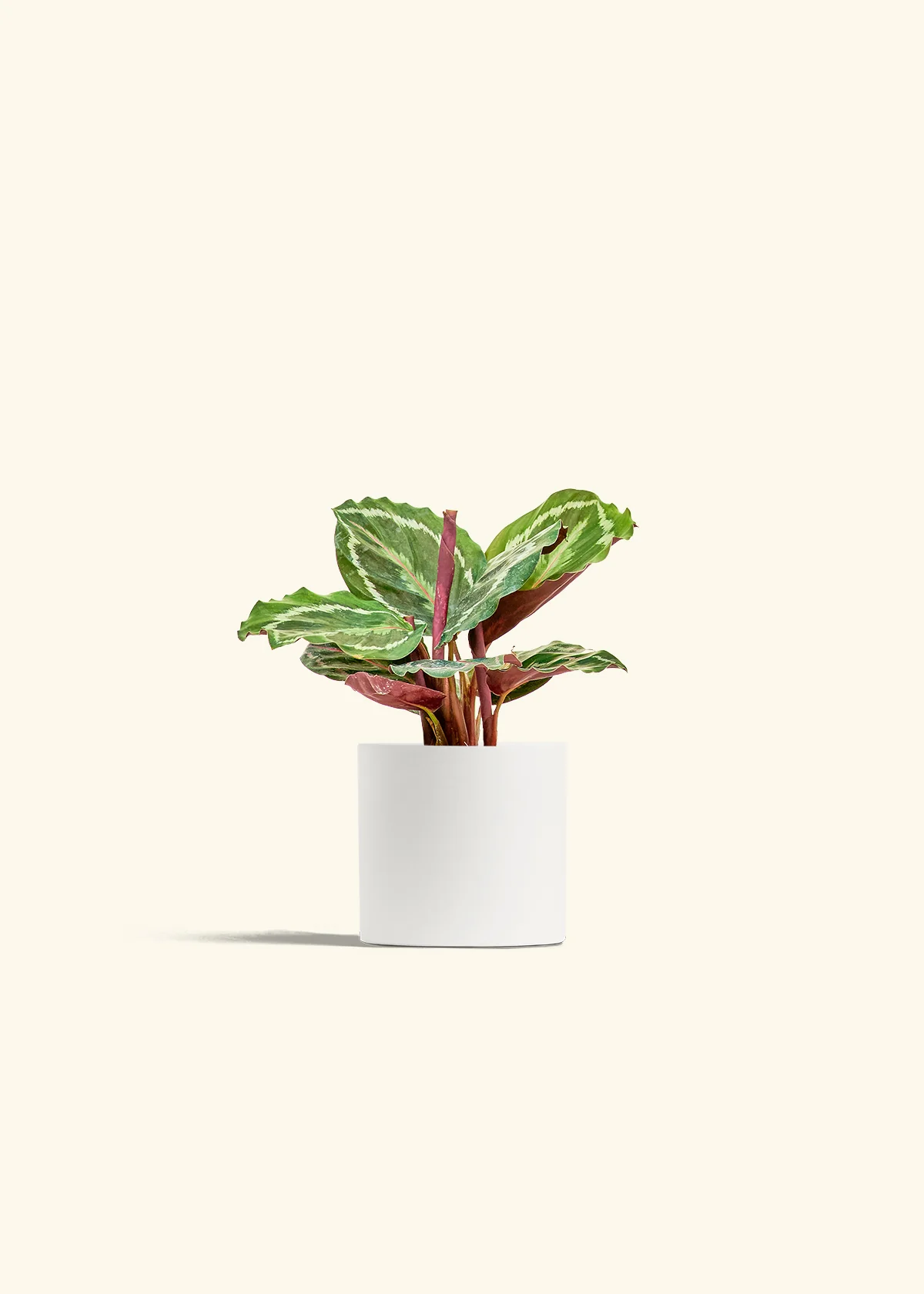 Calathea 'Medallion', Small - Image 4