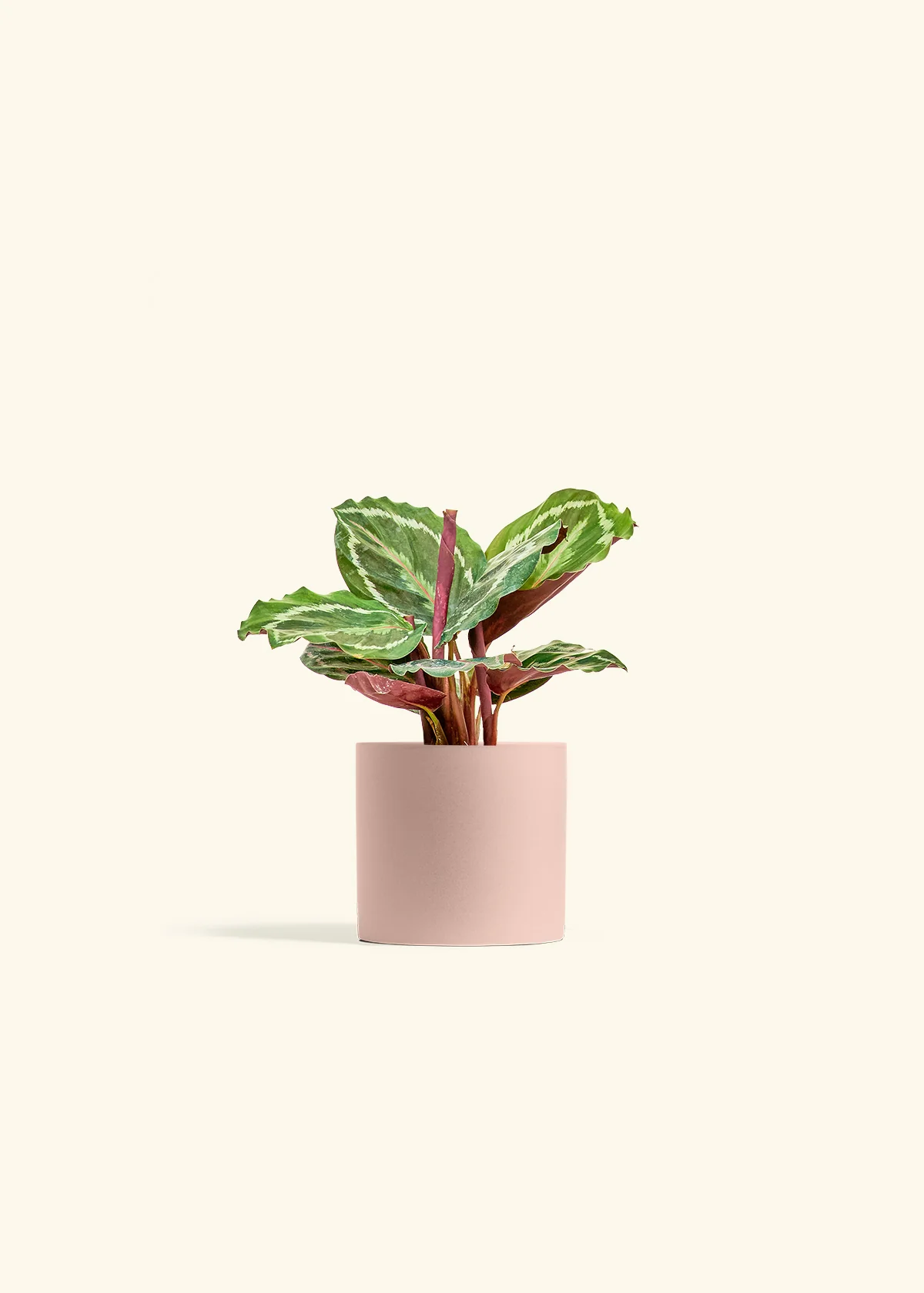 Calathea 'Medallion', Small - Image 5