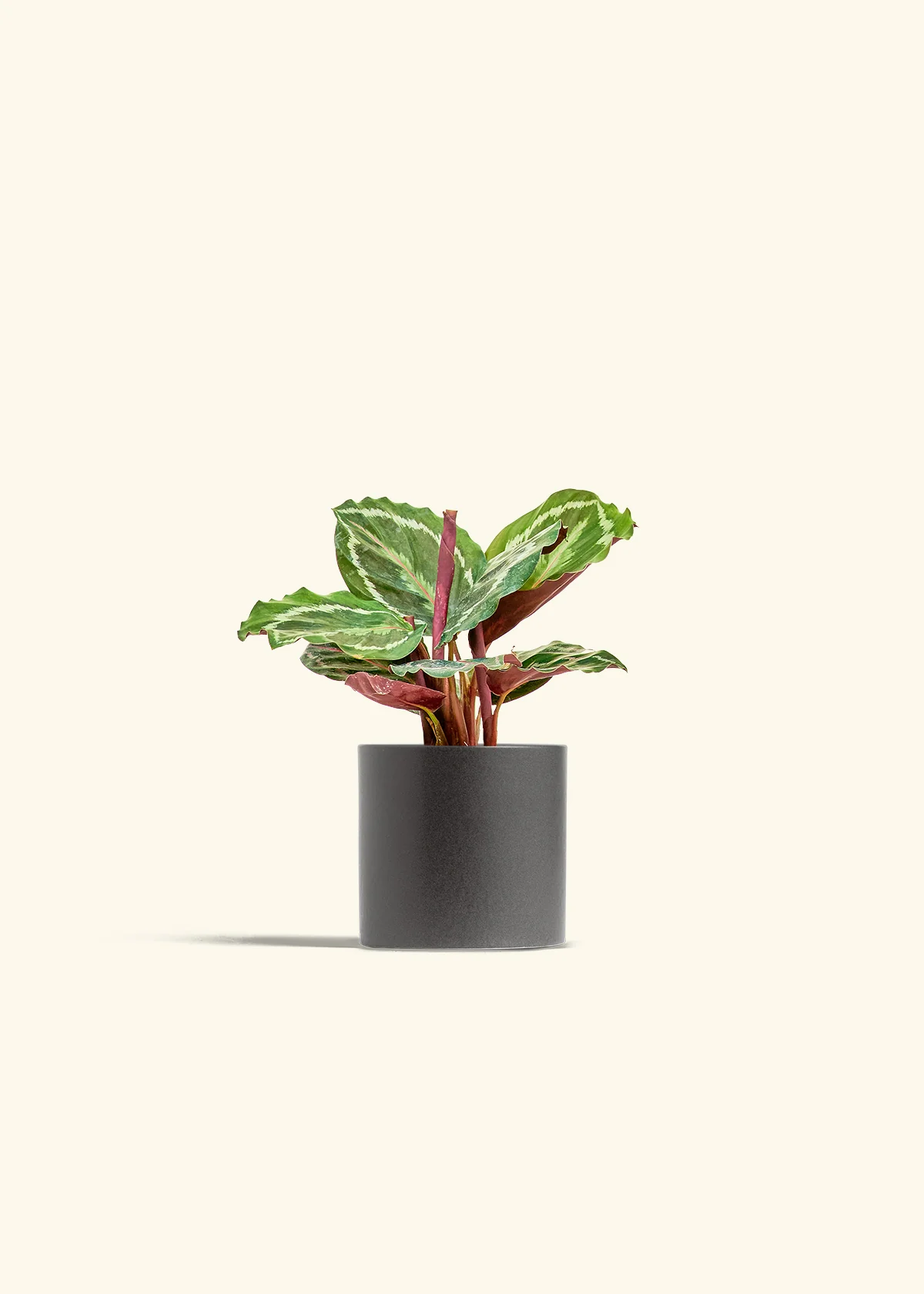 Calathea 'Medallion', Small - Image 6