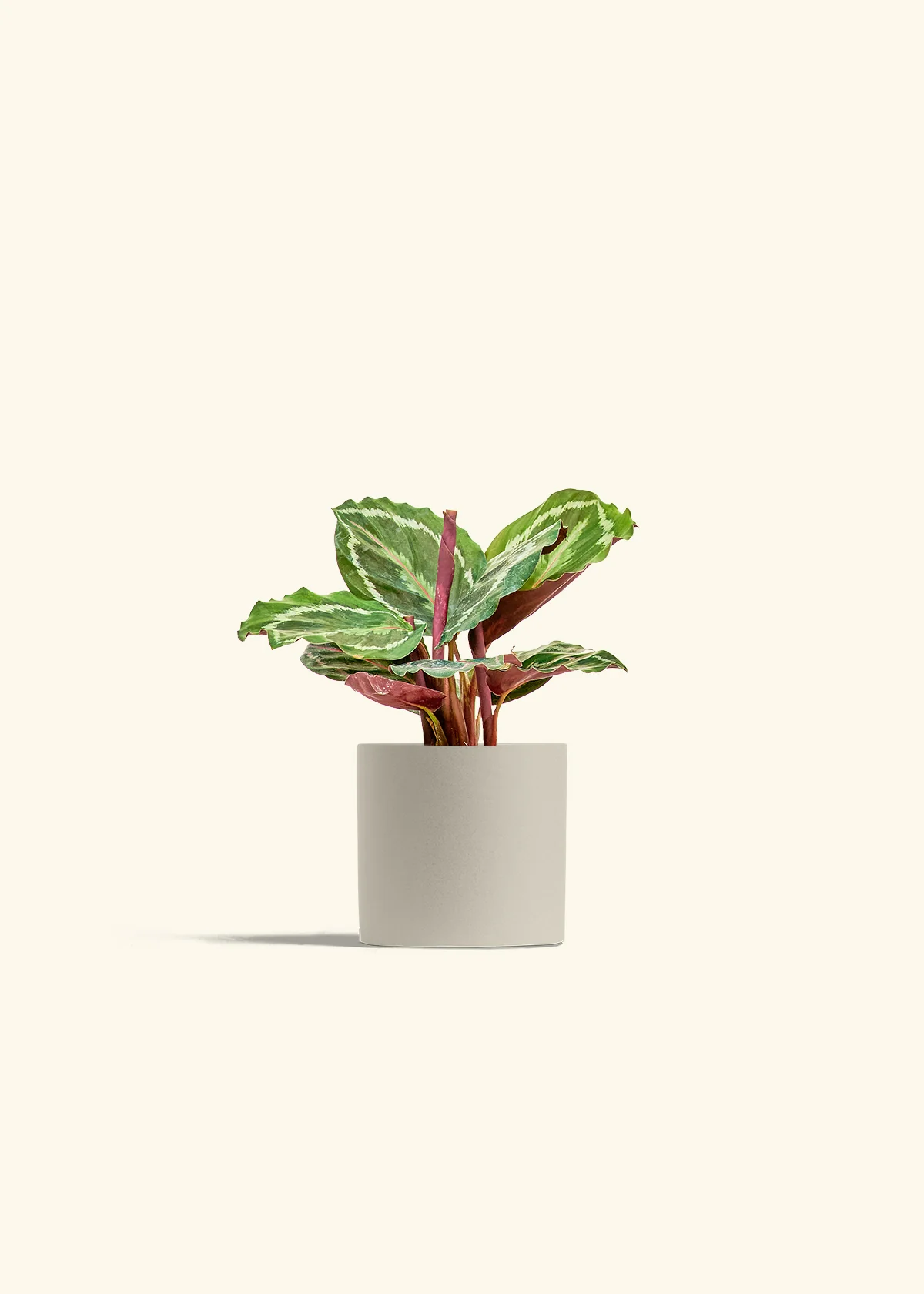 Calathea 'Medallion', Small - Image 7