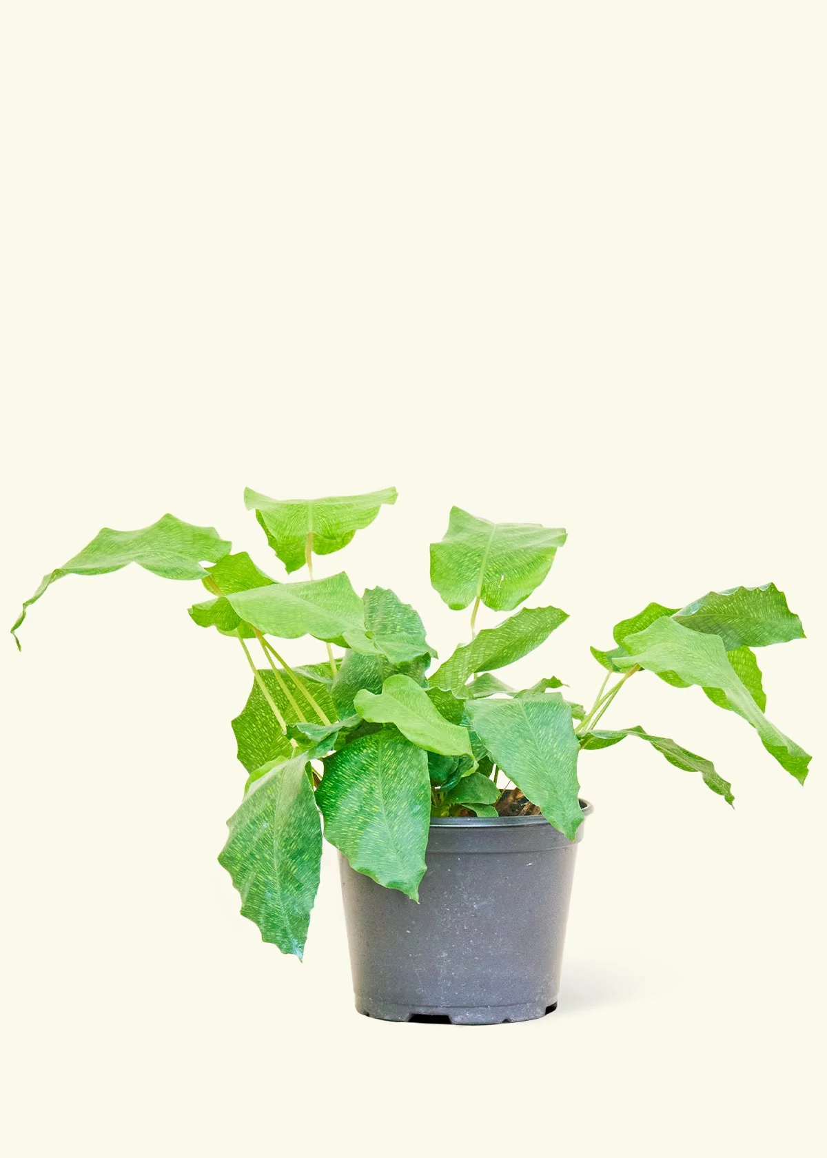 Calathea musaica, Medium