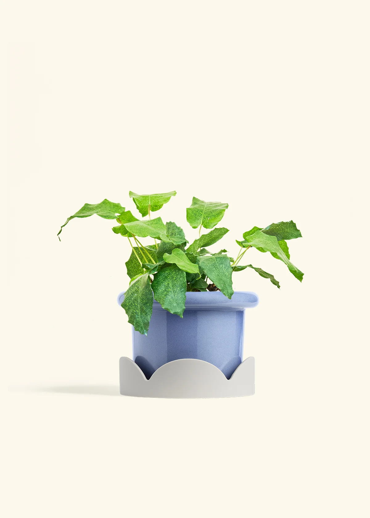 Calathea musaica, Medium - Image 10