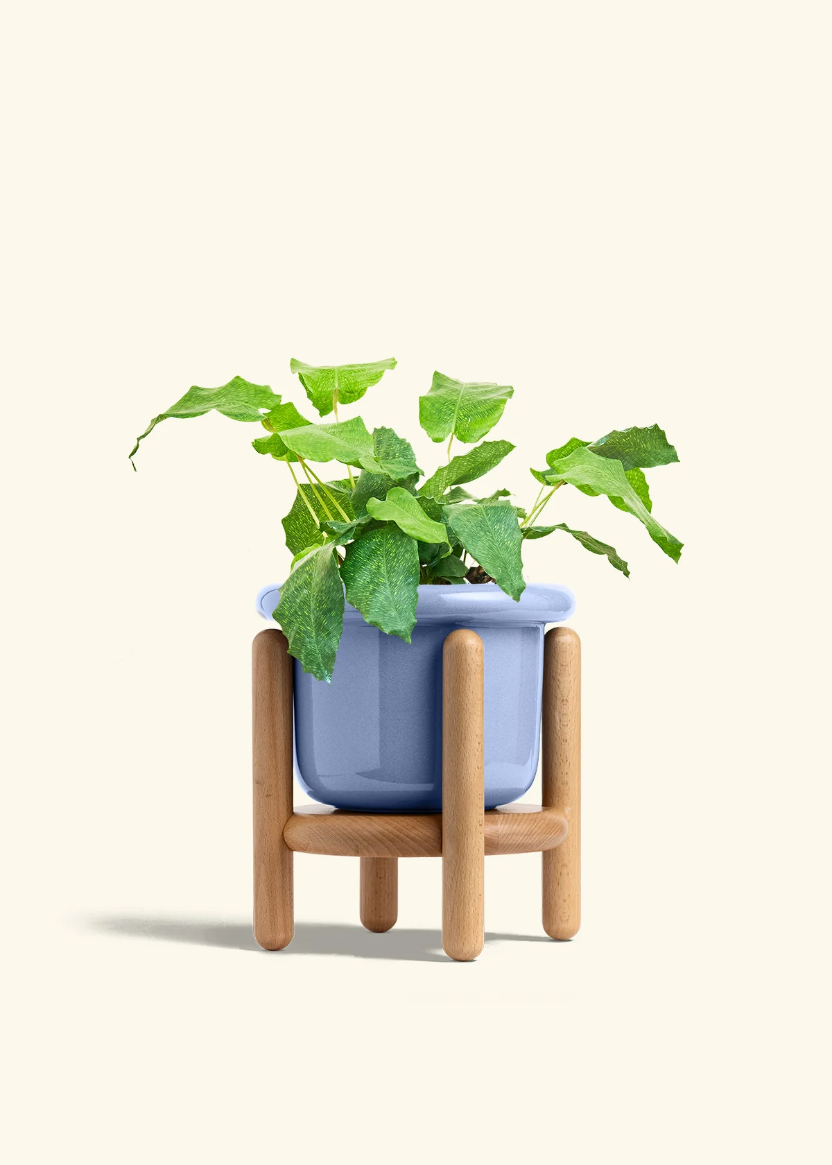 Calathea musaica, Medium - Image 11
