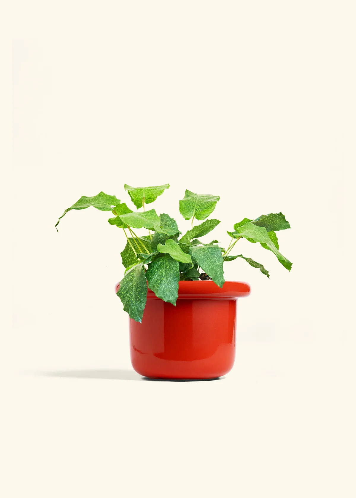 Calathea musaica, Medium - Image 12