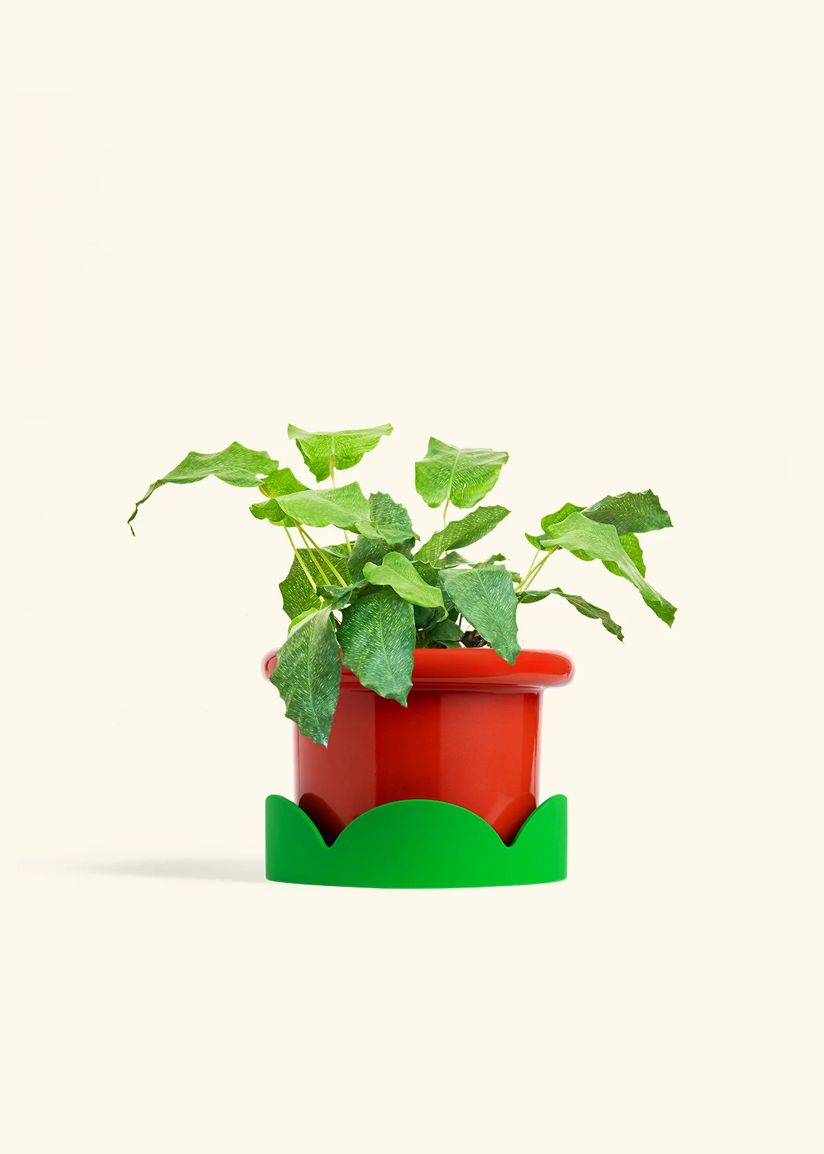 Calathea musaica, Medium - Image 13