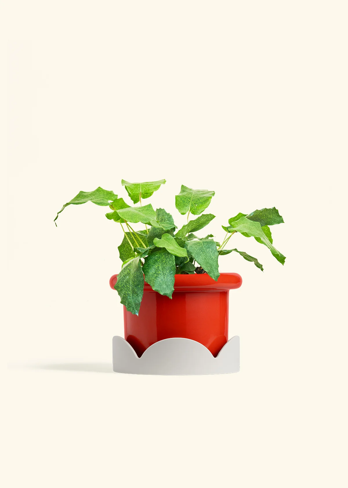 Calathea musaica, Medium - Image 14