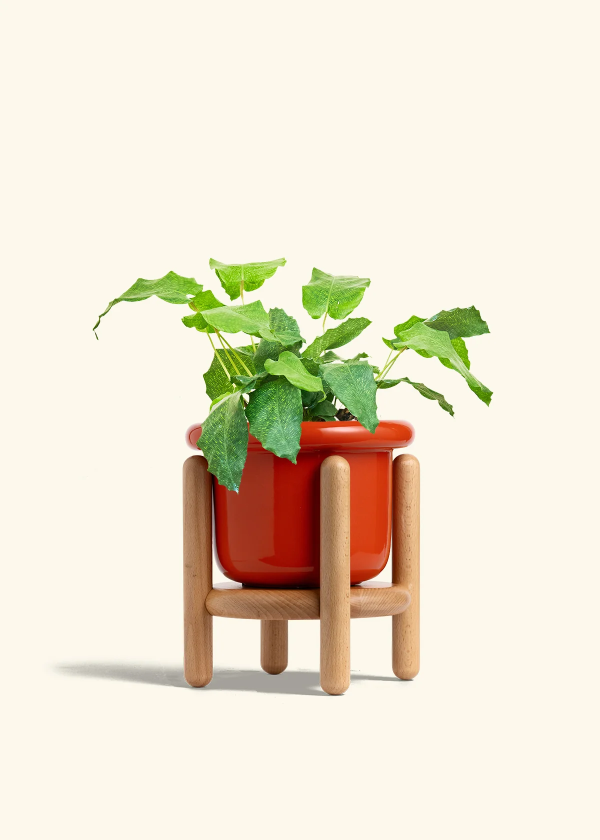 Calathea musaica, Medium - Image 15