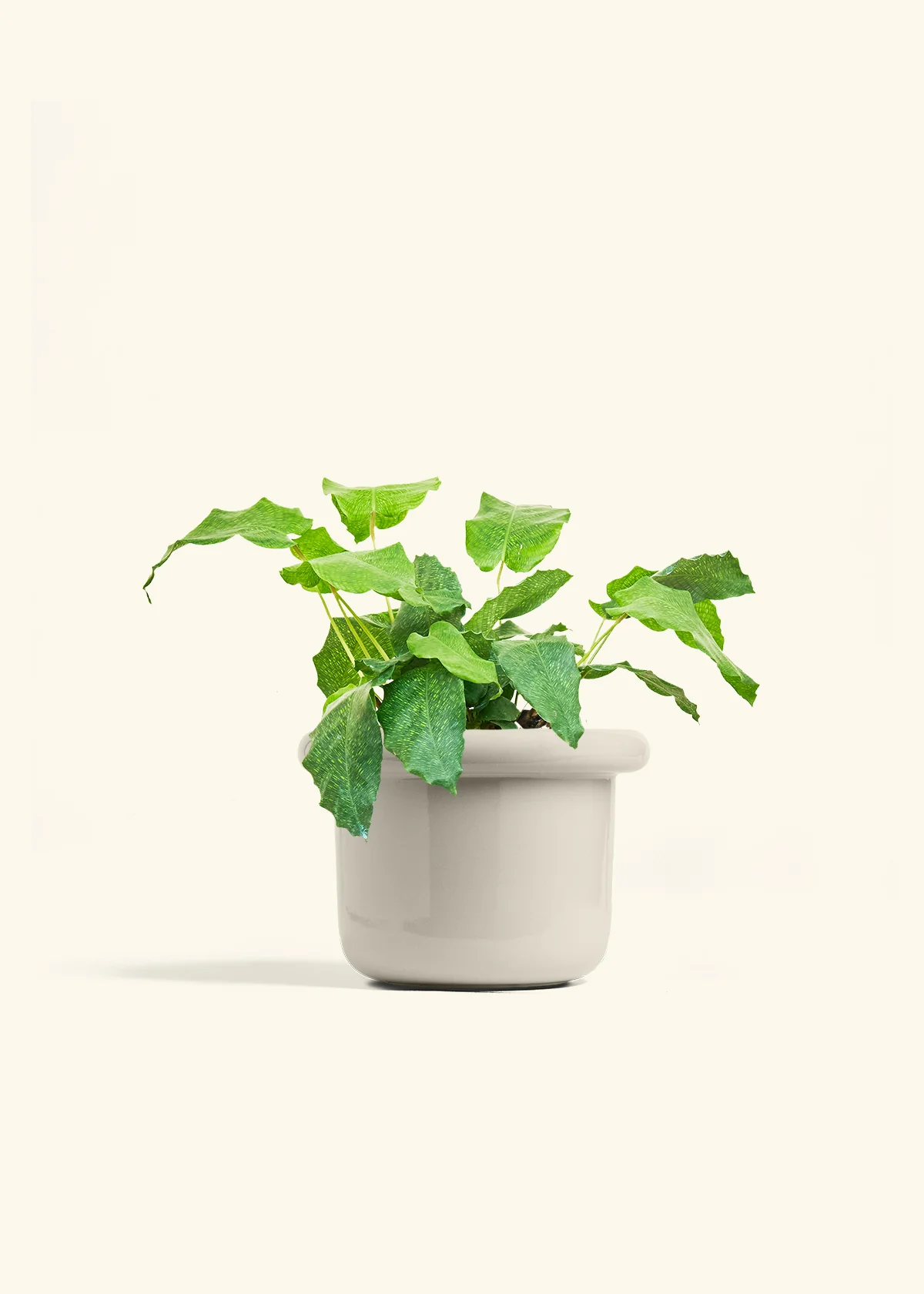 Calathea musaica, Medium - Image 16