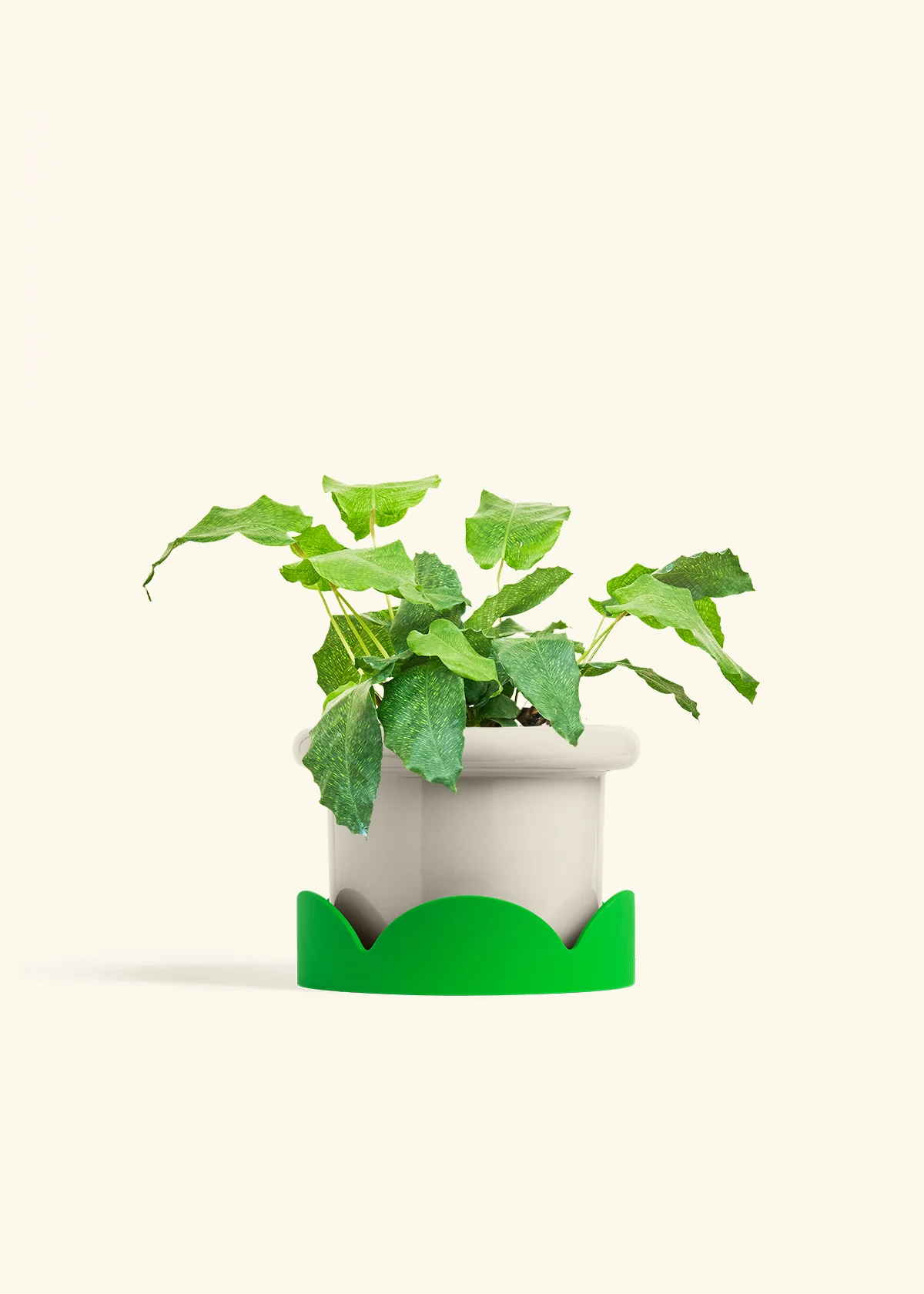 Calathea musaica, Medium - Image 17