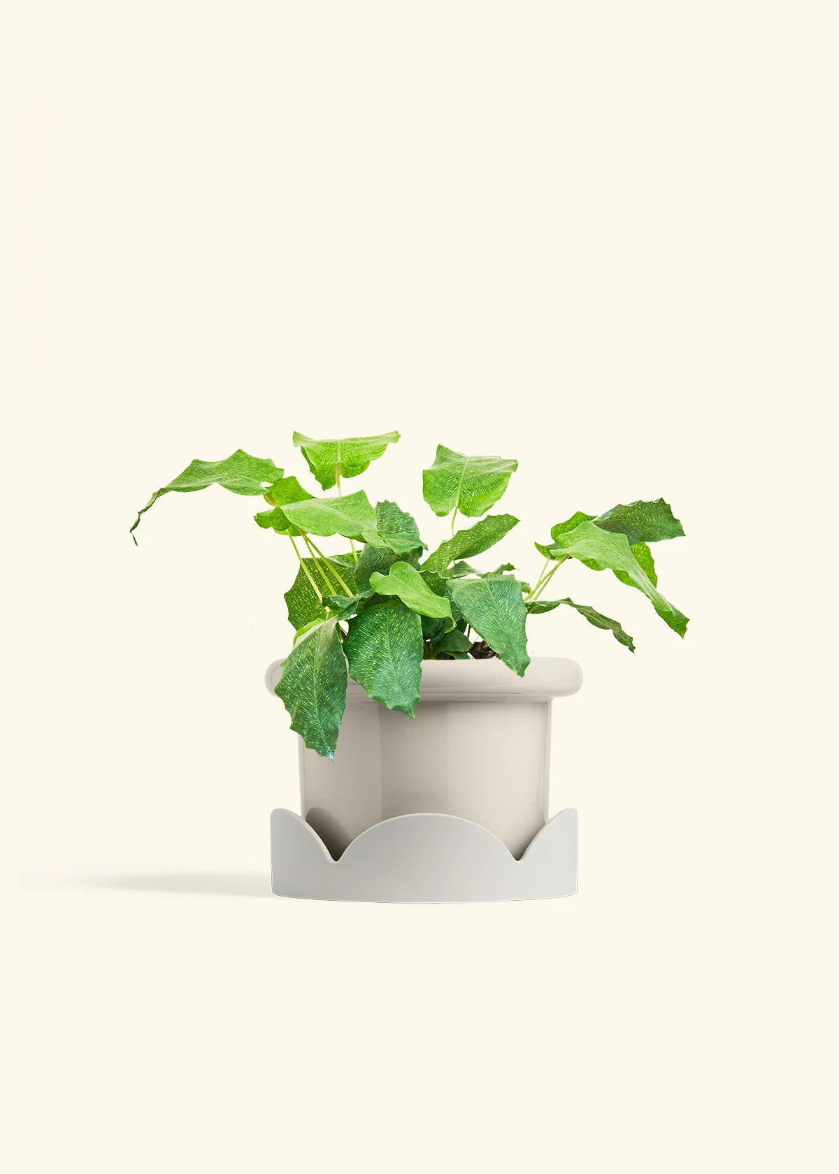 Calathea musaica, Medium - Image 18