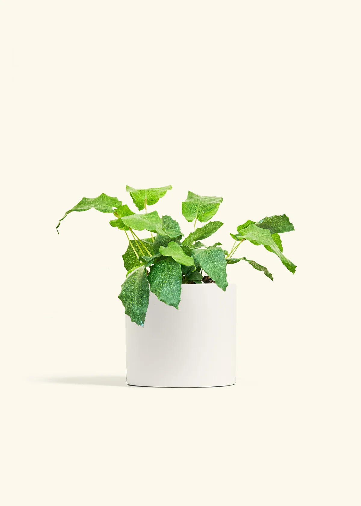Calathea musaica, Medium - Image 20