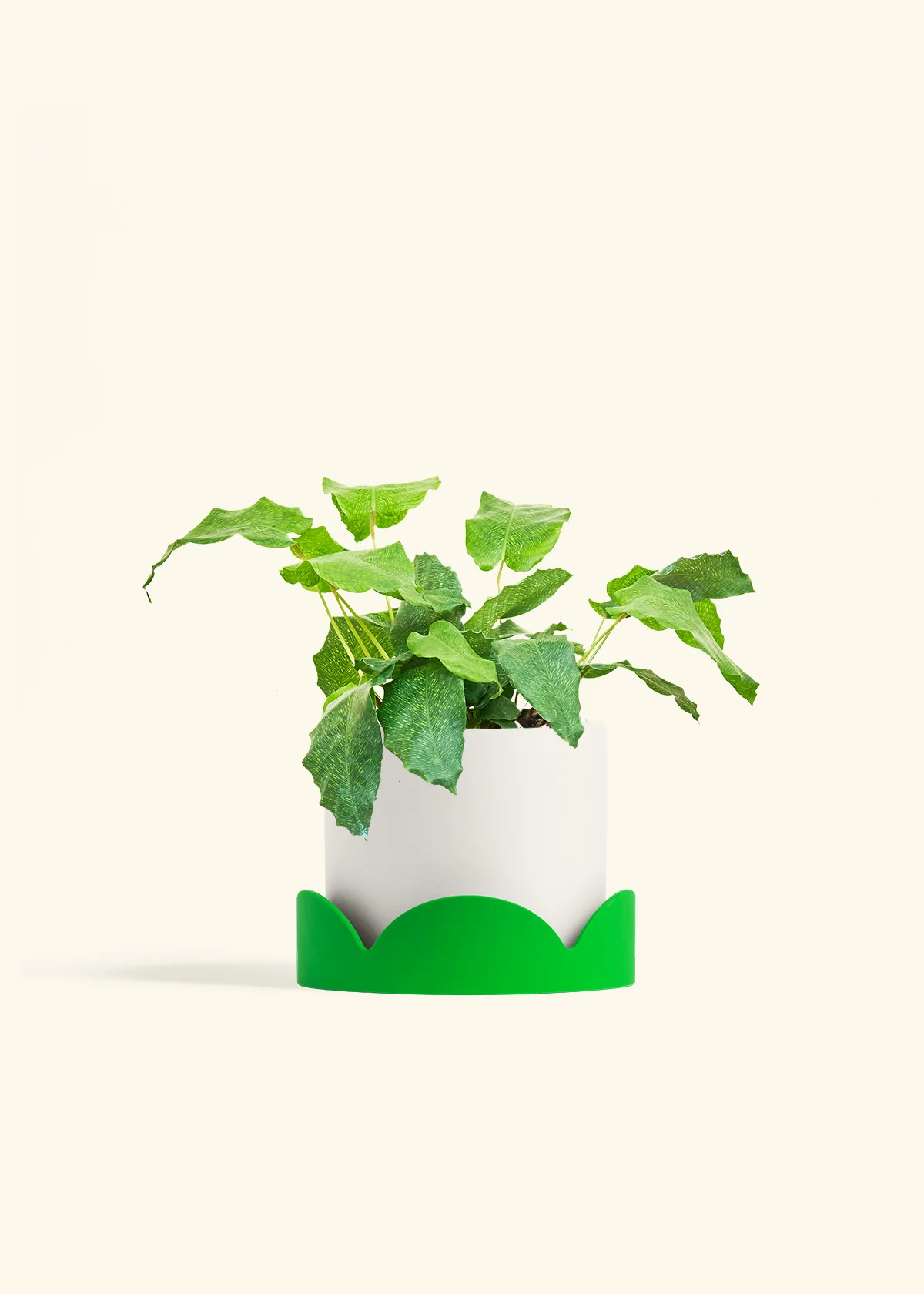 Calathea musaica, Medium - Image 21