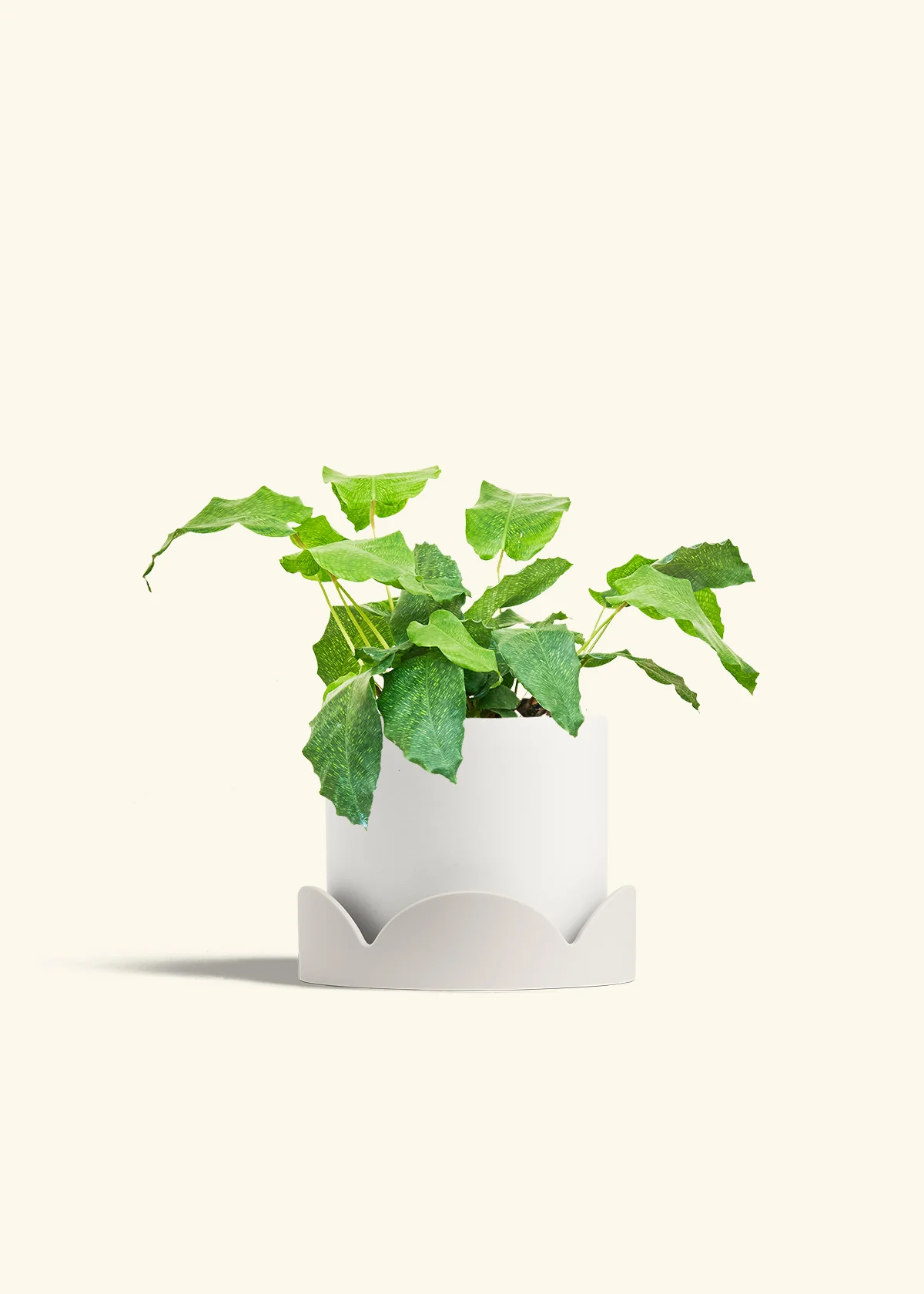 Calathea musaica, Medium - Image 22