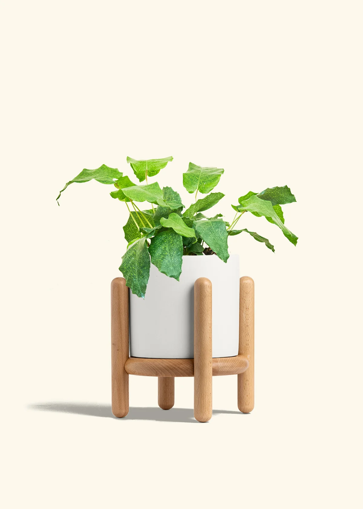 Calathea musaica, Medium - Image 23