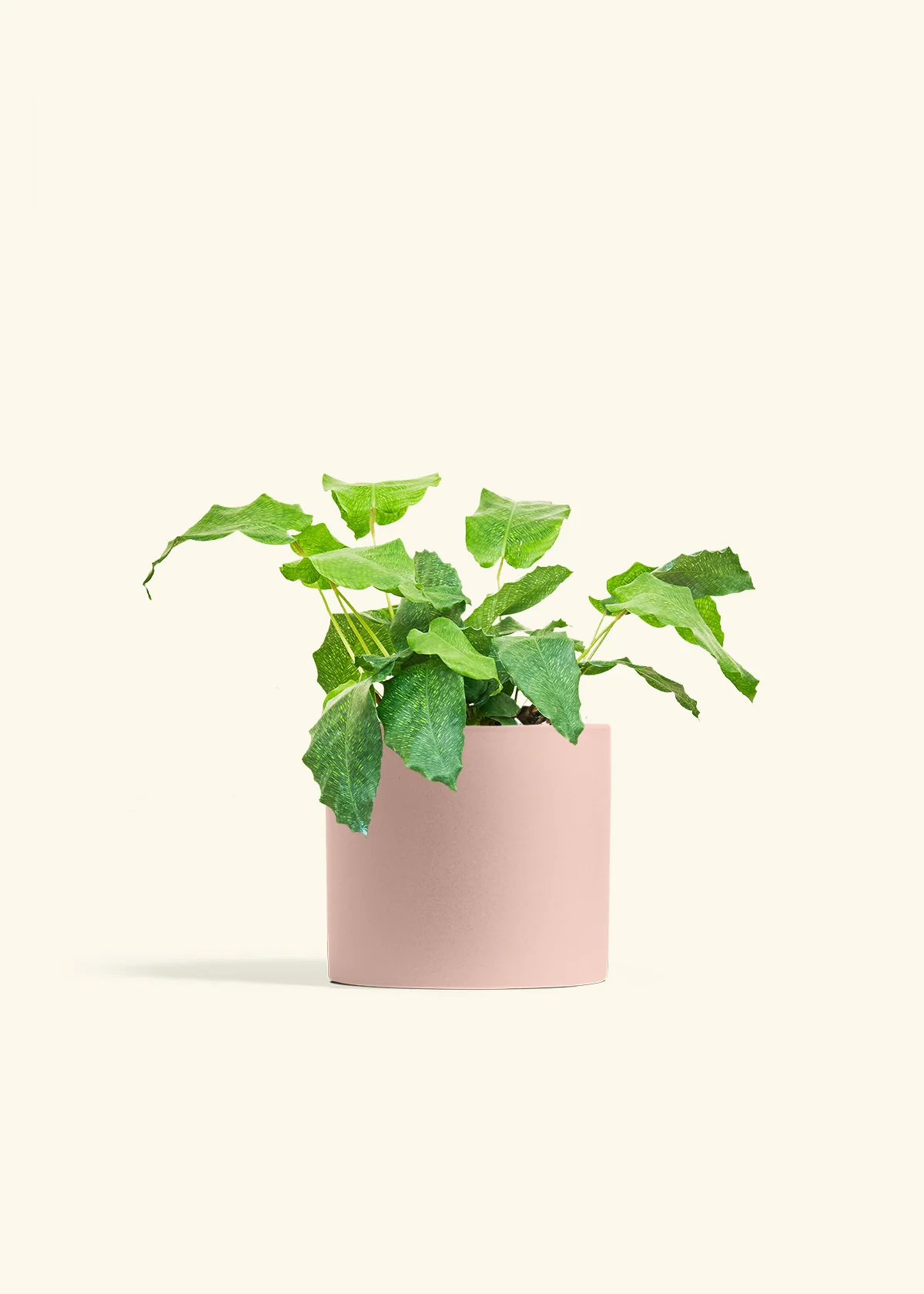 Calathea musaica, Medium - Image 24