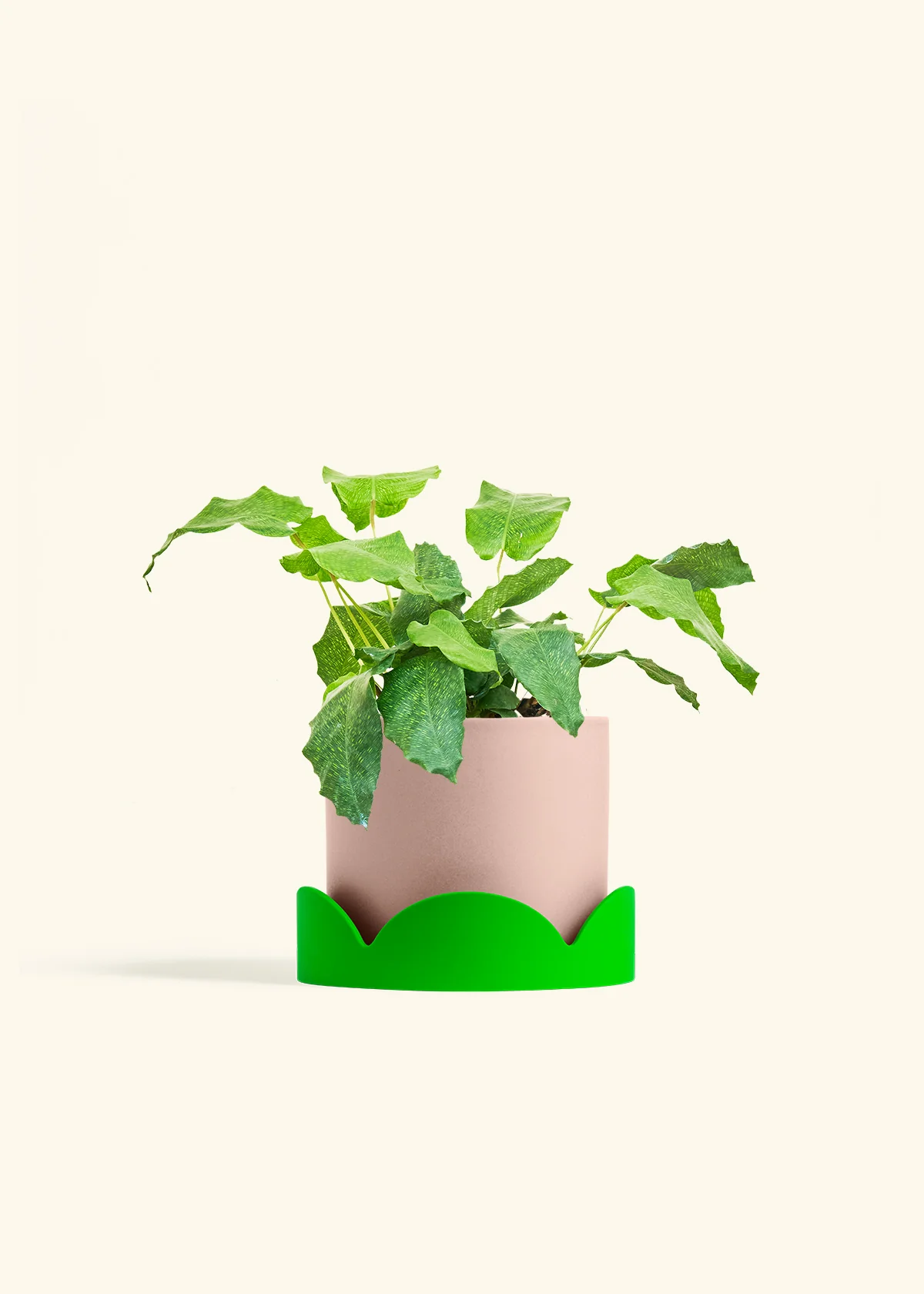 Calathea musaica, Medium - Image 25