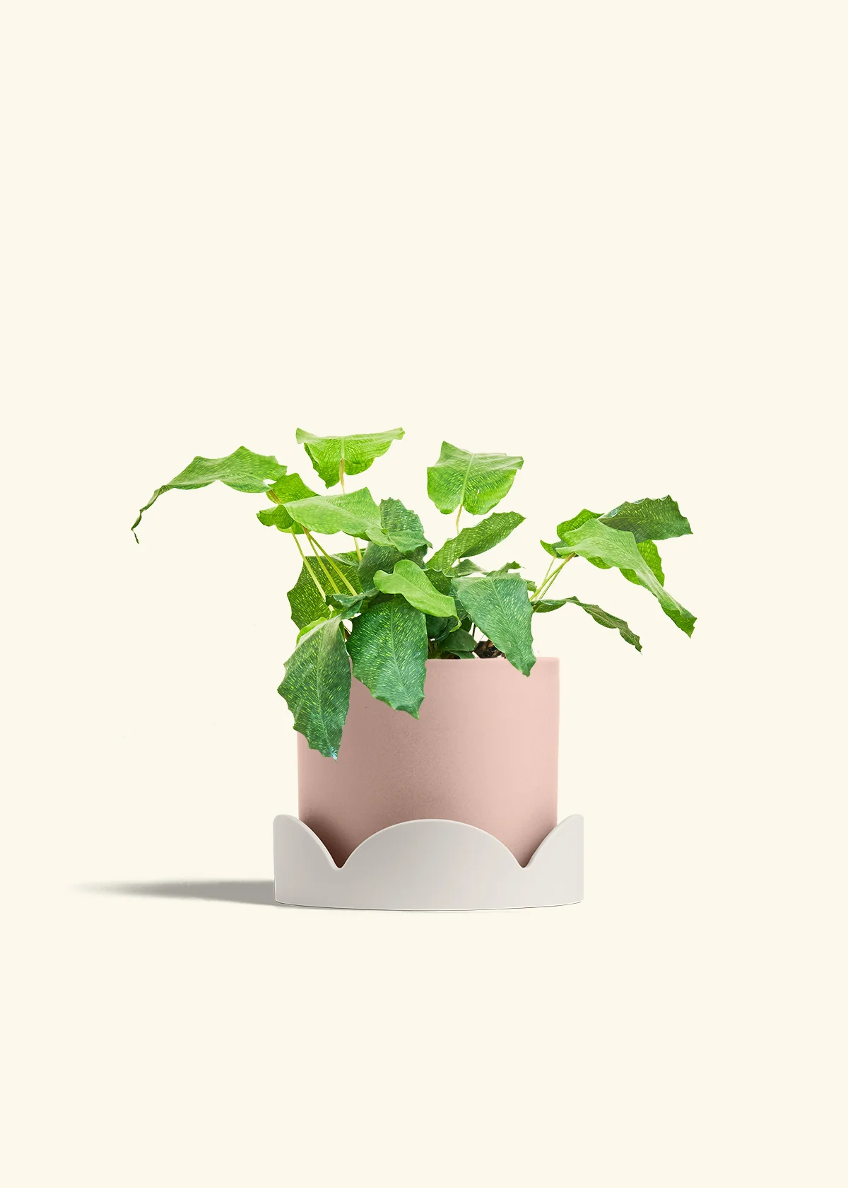 Calathea musaica, Medium - Image 26