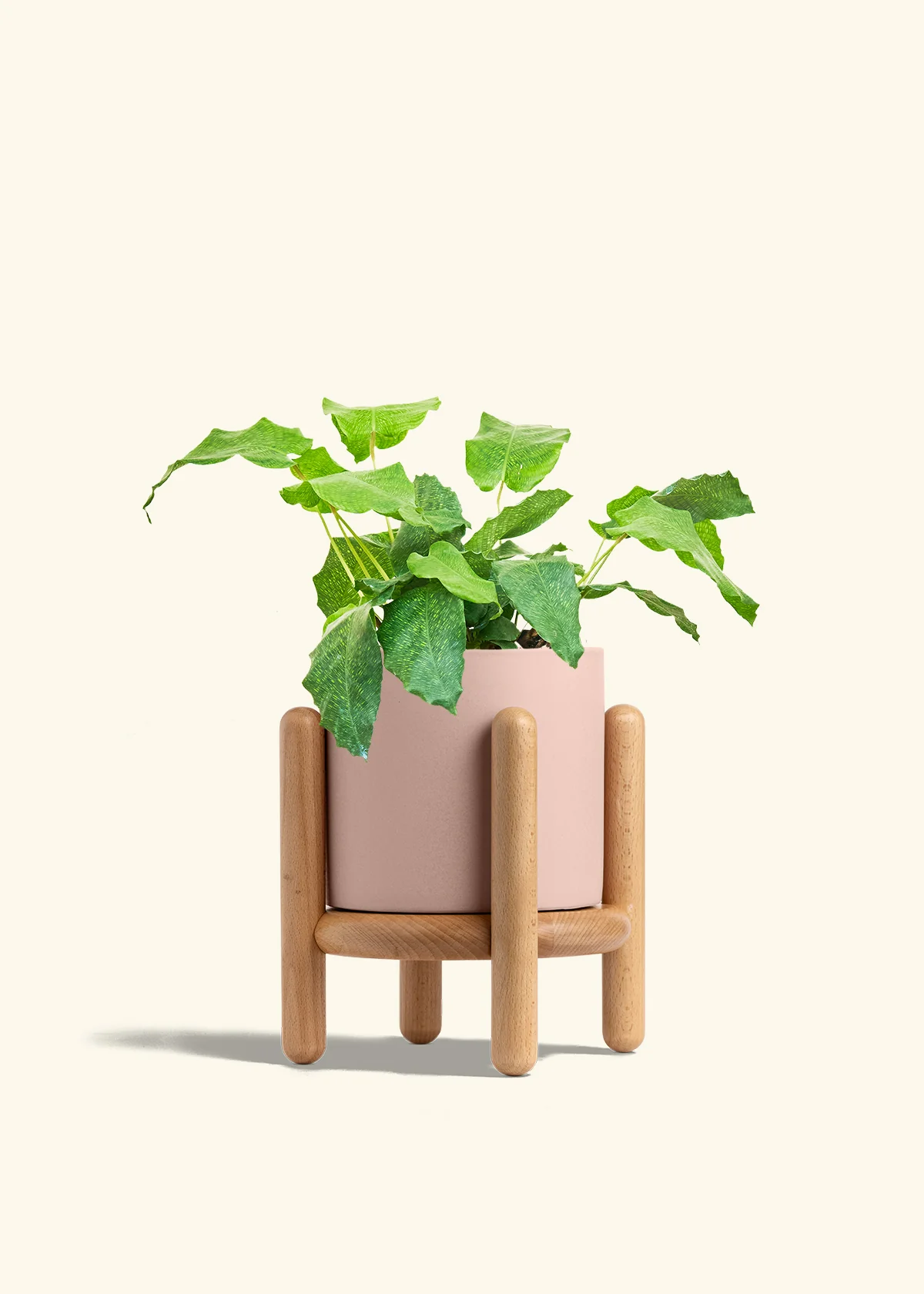 Calathea musaica, Medium - Image 27