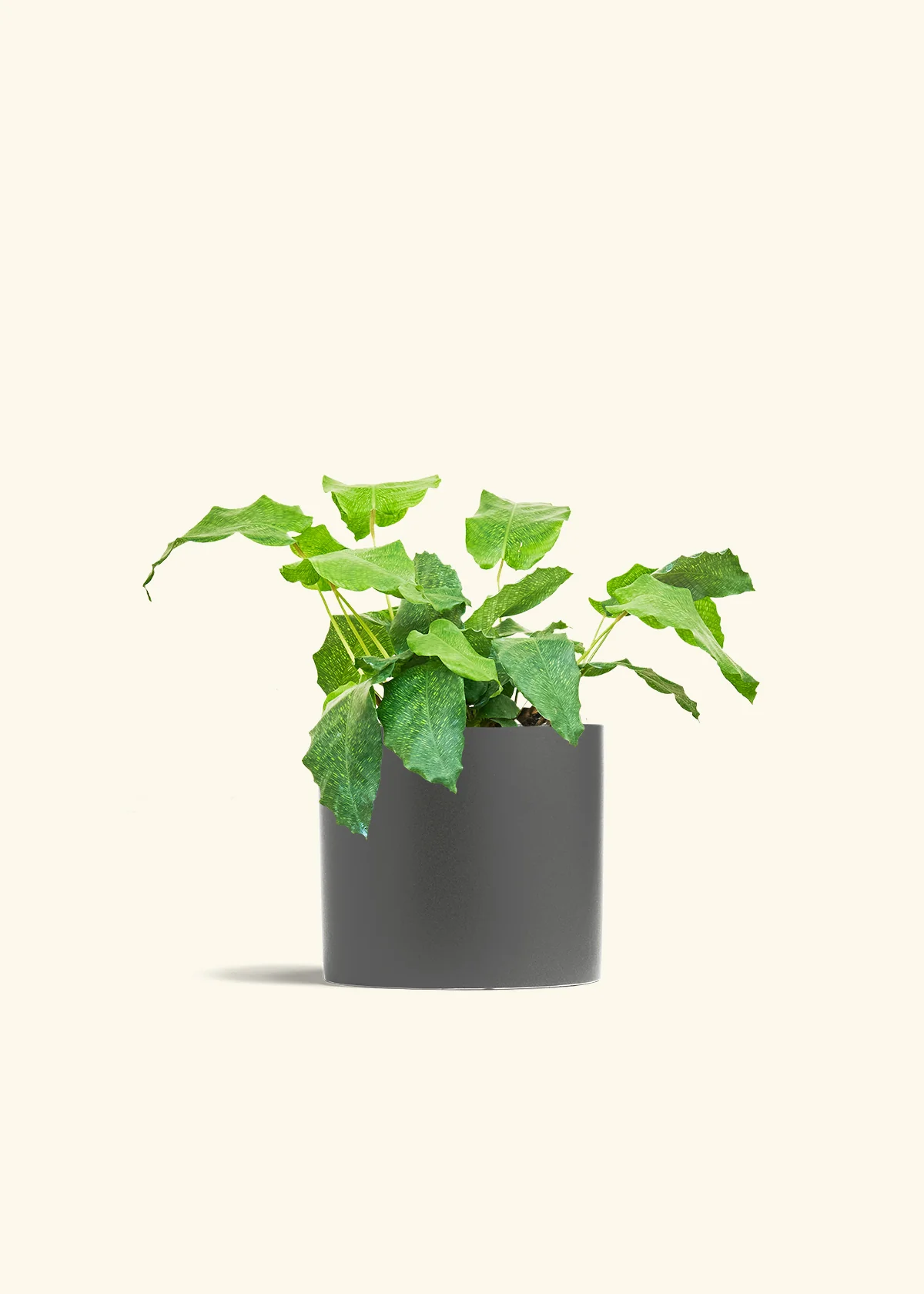 Calathea musaica, Medium - Image 28