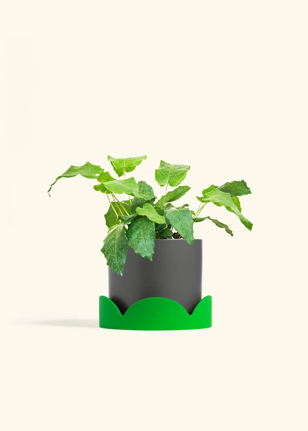 Calathea musaica, Medium - Image 29
