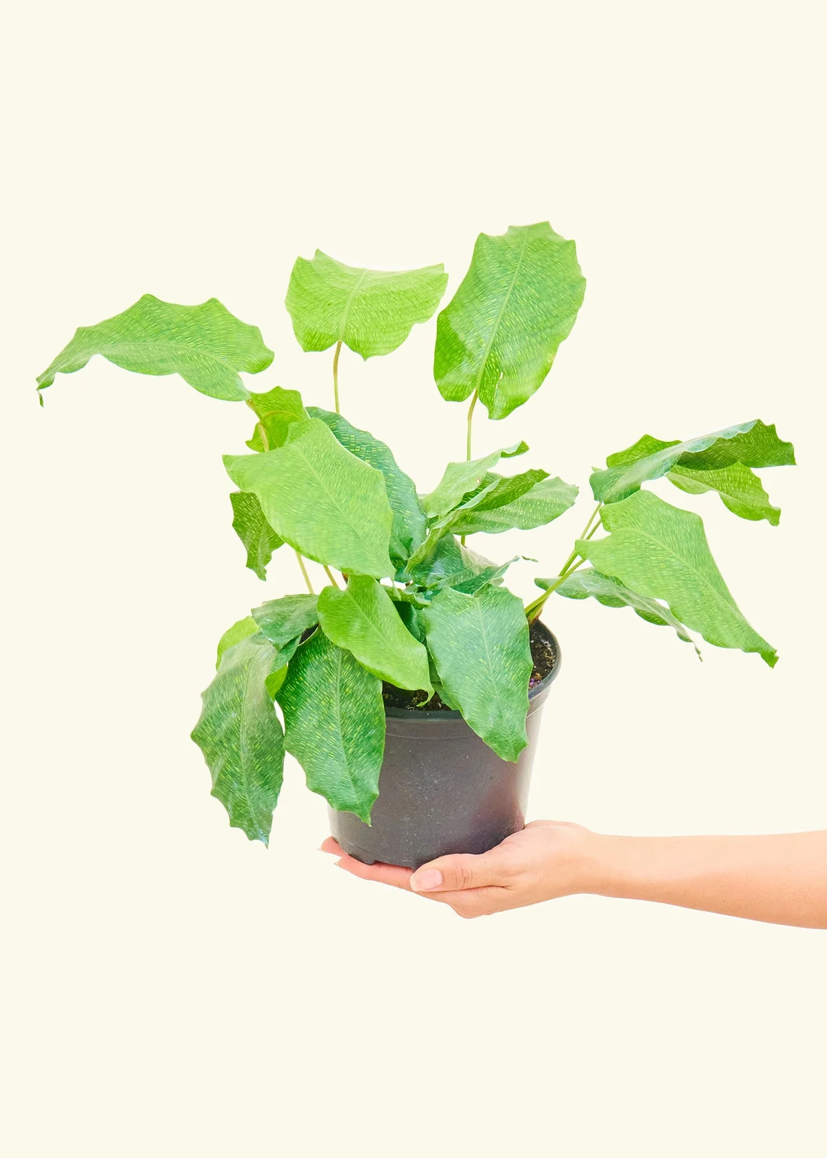 Calathea musaica, Medium - Image 3