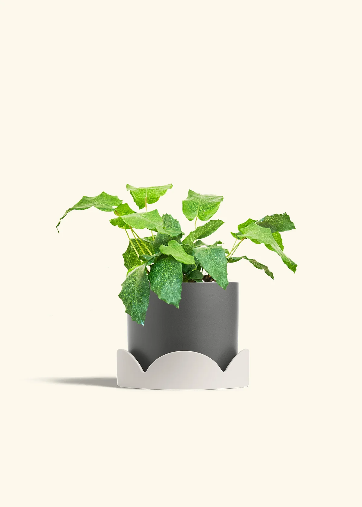 Calathea musaica, Medium - Image 30