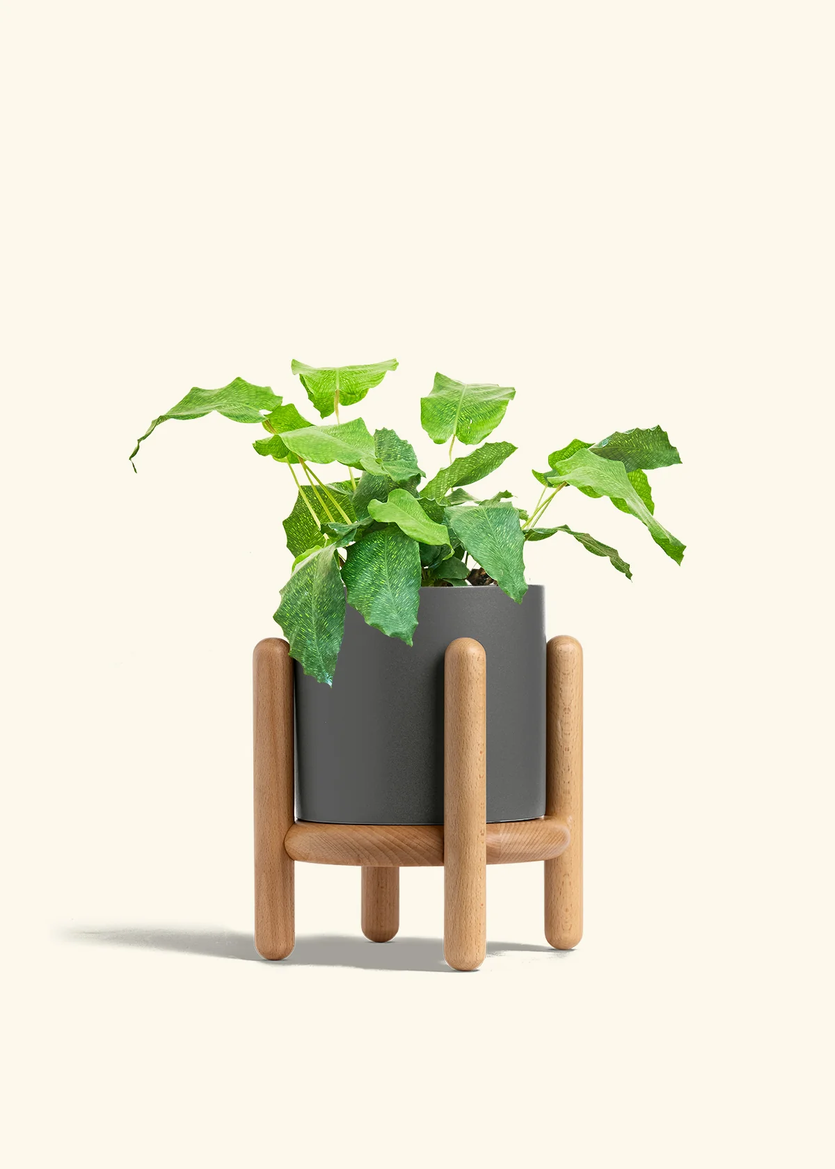 Calathea musaica, Medium - Image 31