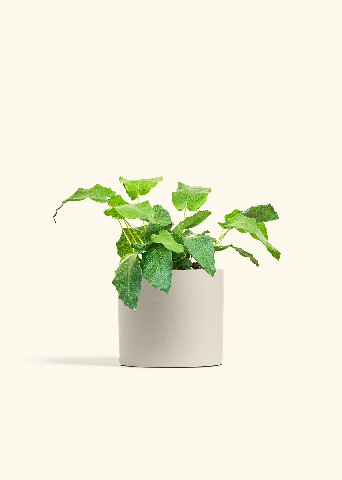 Calathea musaica, Medium - Image 32