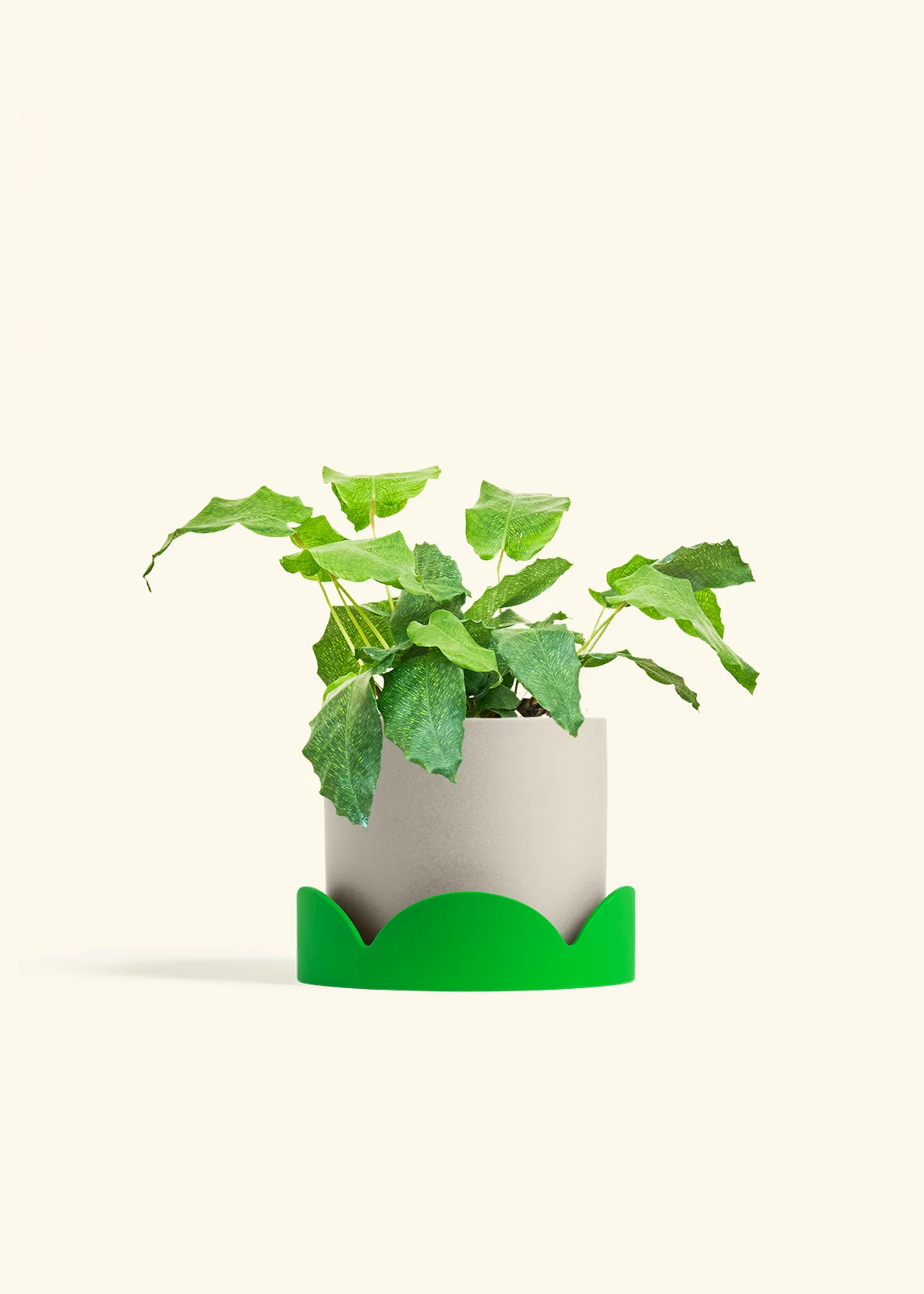 Calathea musaica, Medium - Image 33