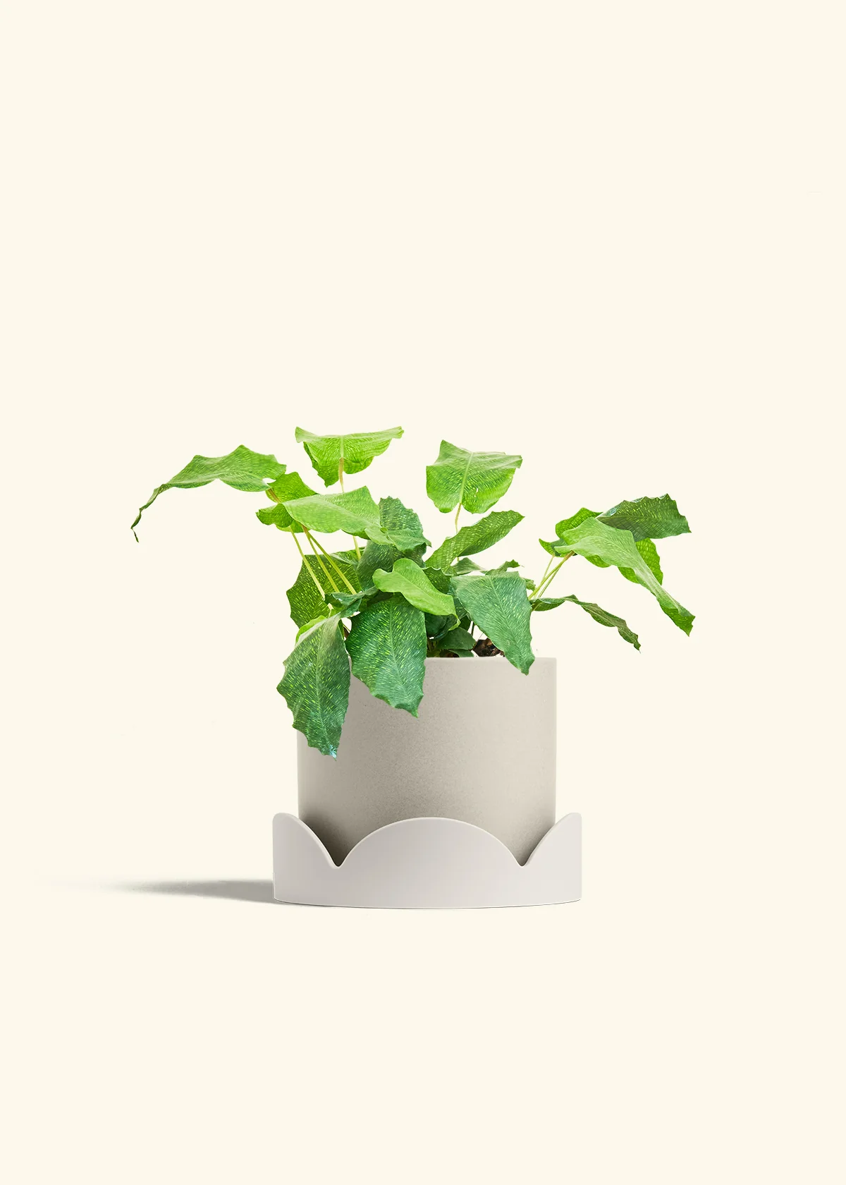 Calathea musaica, Medium - Image 34