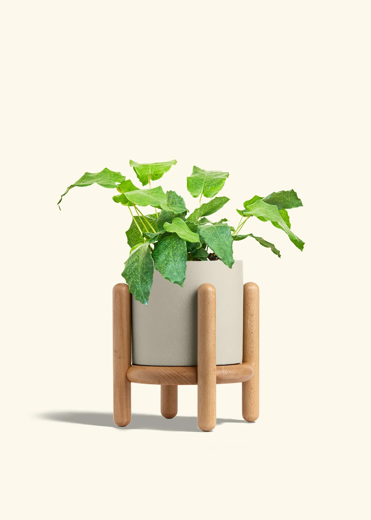 Calathea musaica, Medium - Image 35