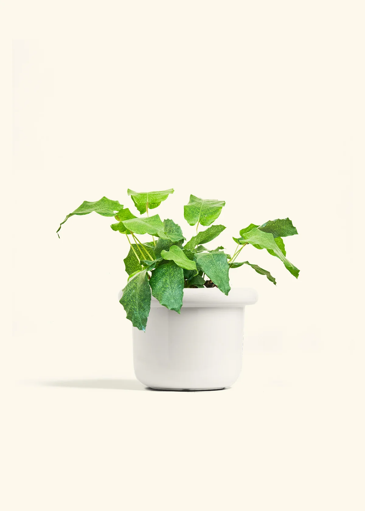 Calathea musaica, Medium - Image 4