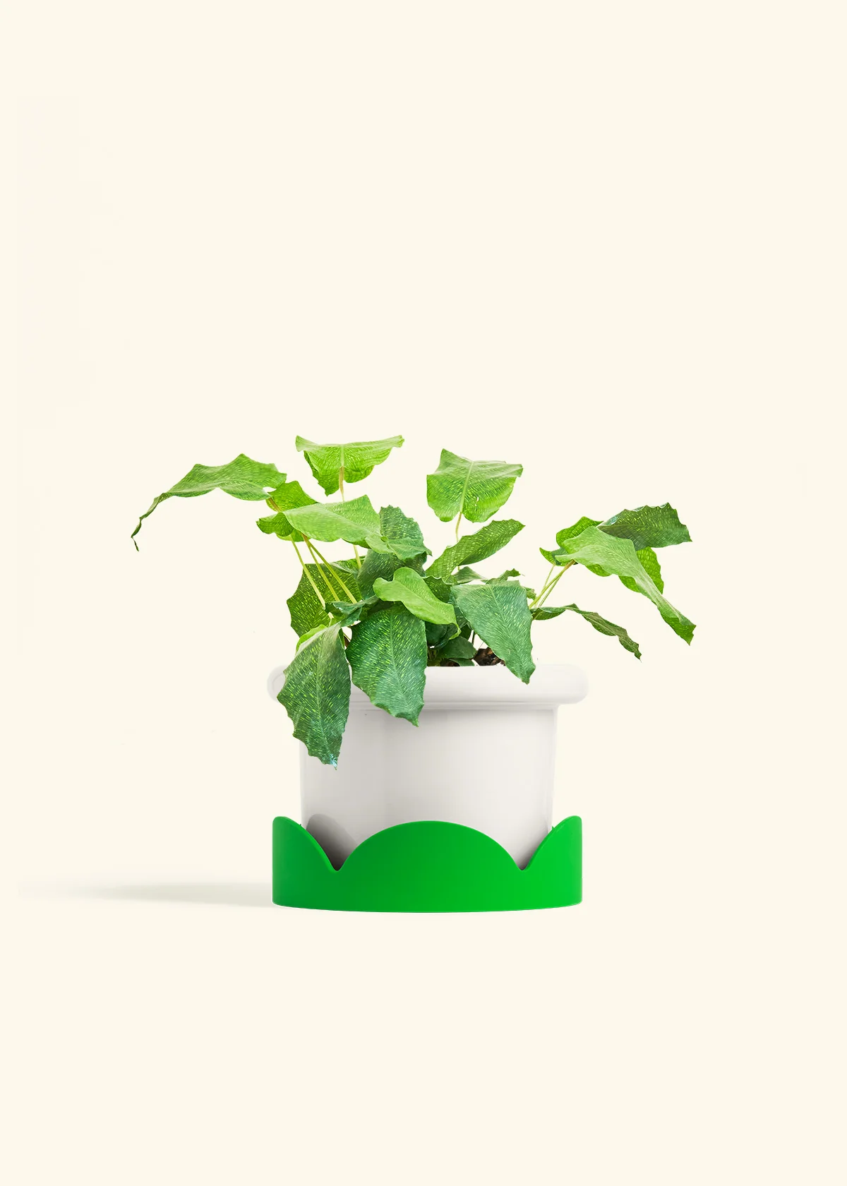 Calathea musaica, Medium - Image 5