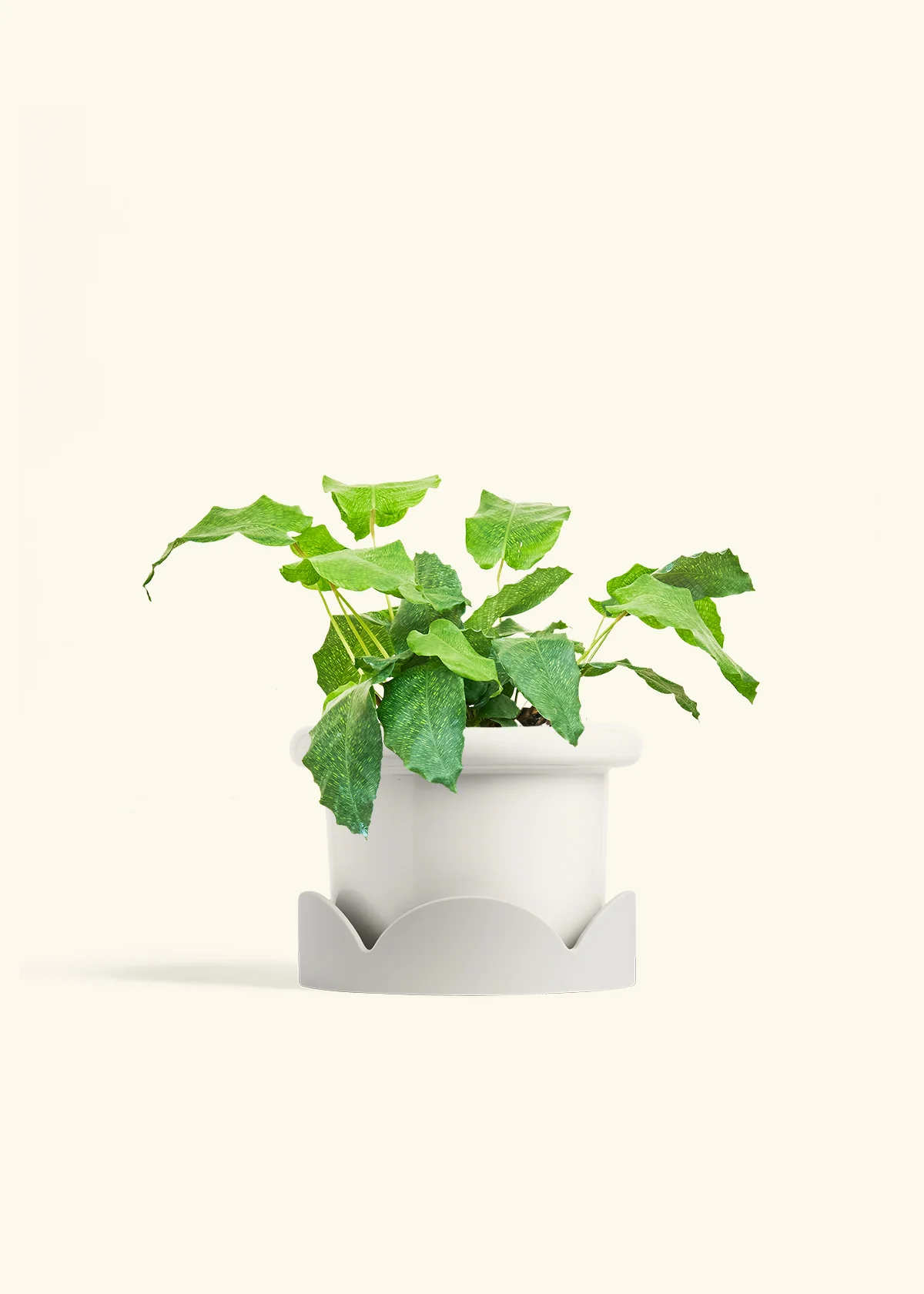 Calathea musaica, Medium - Image 6