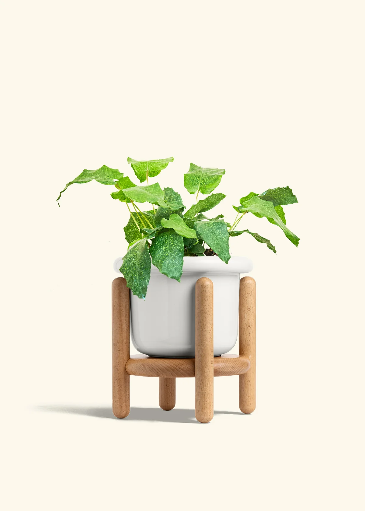 Calathea musaica, Medium - Image 7